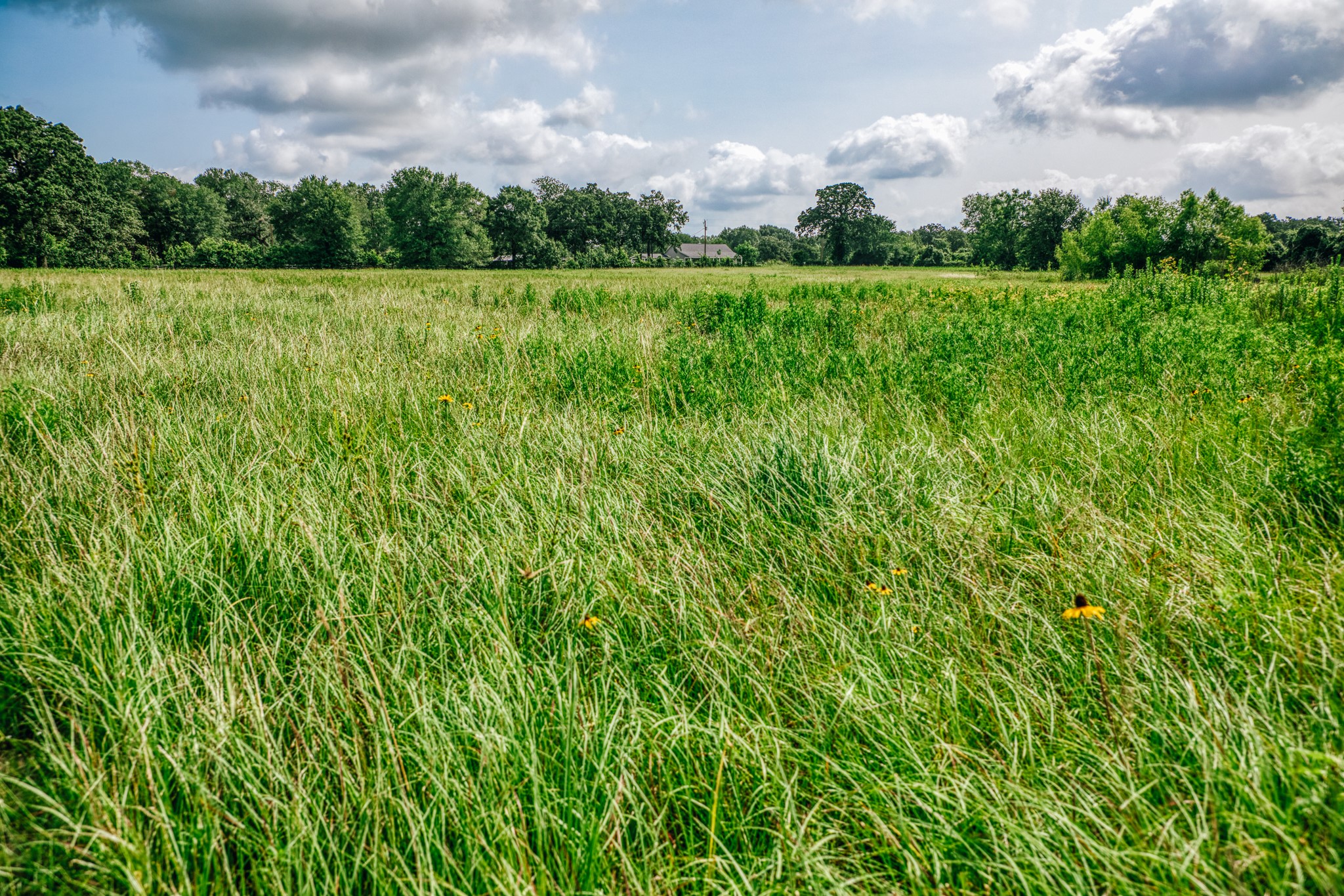 38261 Fm 1736 Road Hempstead, TX 77445 - Photo 5 of 43 Beautiful pasture areas. Hay producing