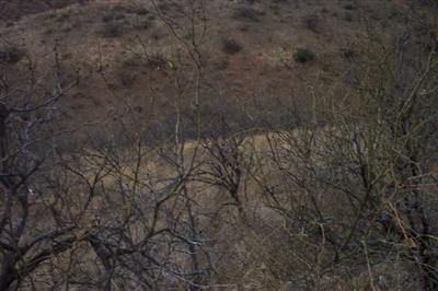 1338 Avenida Gutierrez Rio Rico, AZ 85648 - Photo 3 of 6 a view of a dry yard with a tree