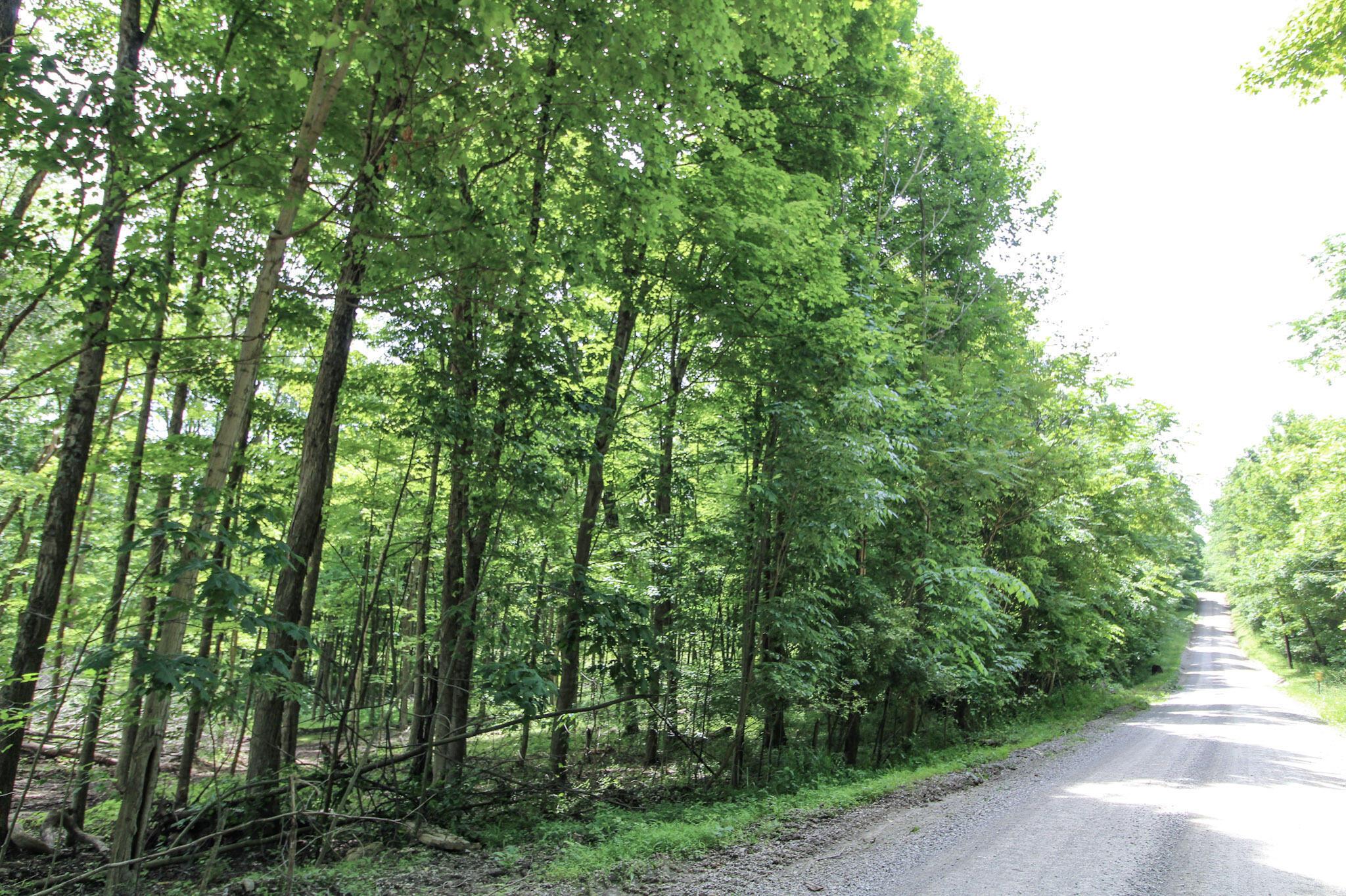 Lot 1 Mulberry Road Mount Perry, OH 43760 - Photo 4 of 31 5-IMG_8651