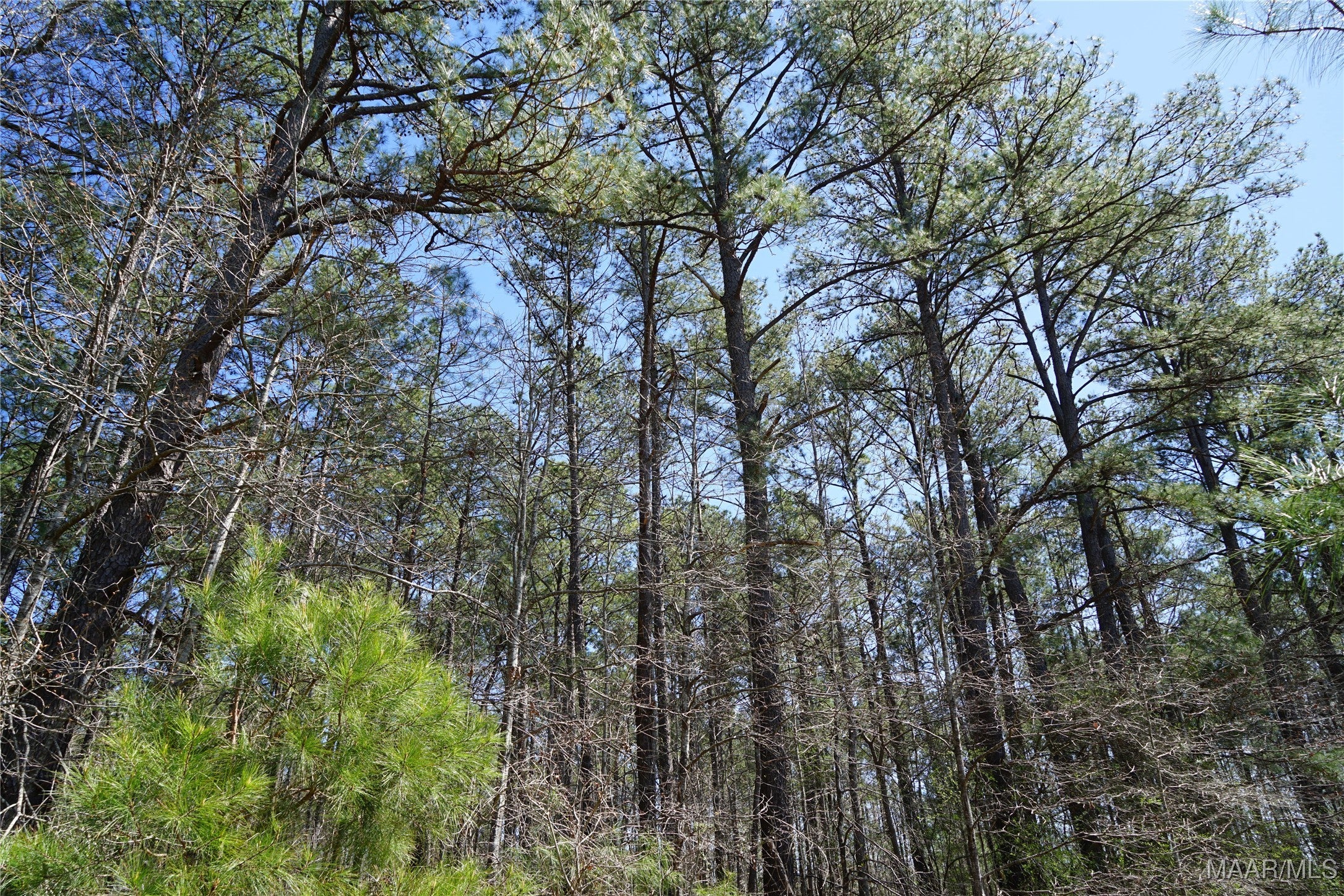 831 Old Barnes Road Mathews, AL 36052 - Photo 2 of 13 Gallery Image 2