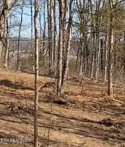 $169,900 | 1 Wolfenbarger Tract, Luttrell, TN 37779