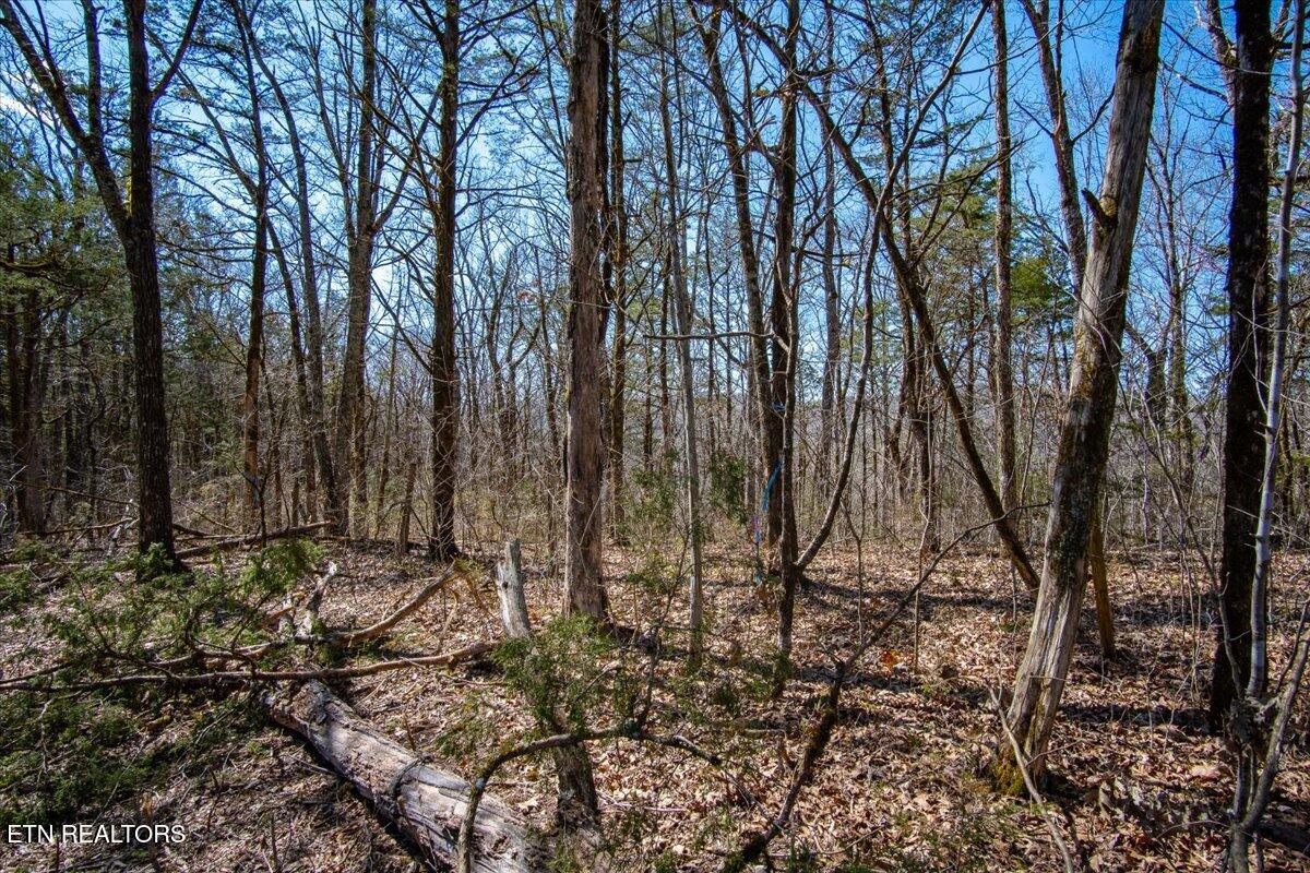 1 Wolfenbarger Tract Luttrell, TN 37779 - Photo 25 of 26 35-Wooded_property line