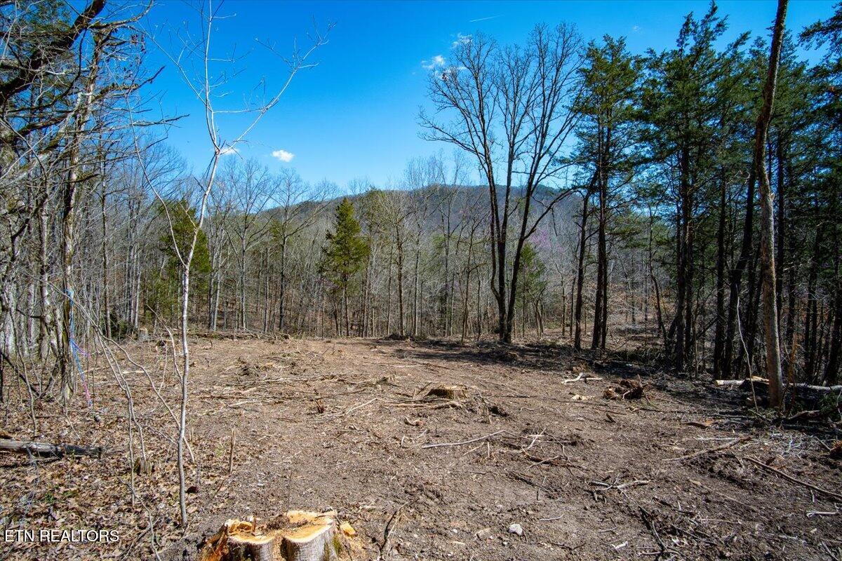 1 Wolfenbarger Tract Luttrell, TN 37779 - Photo 8 of 26 37-Clearing