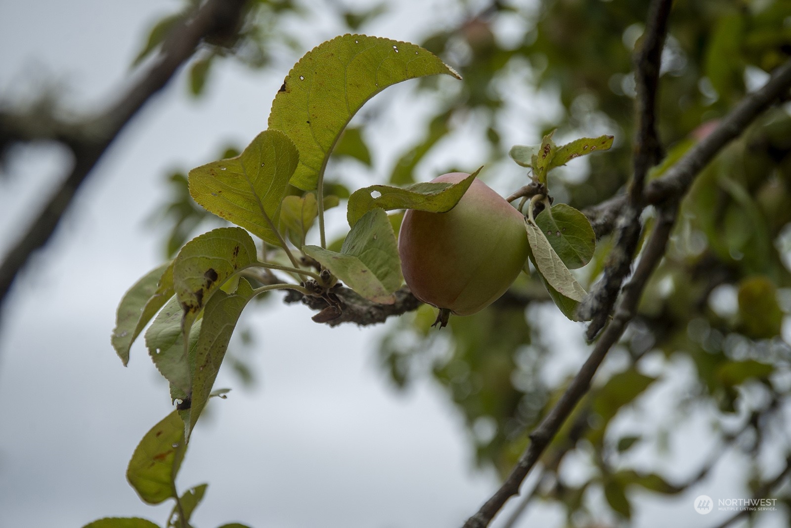 5606 Southwest 244th Street Vashon, WA 98070 - Photo 28 of 40 a view of a tree