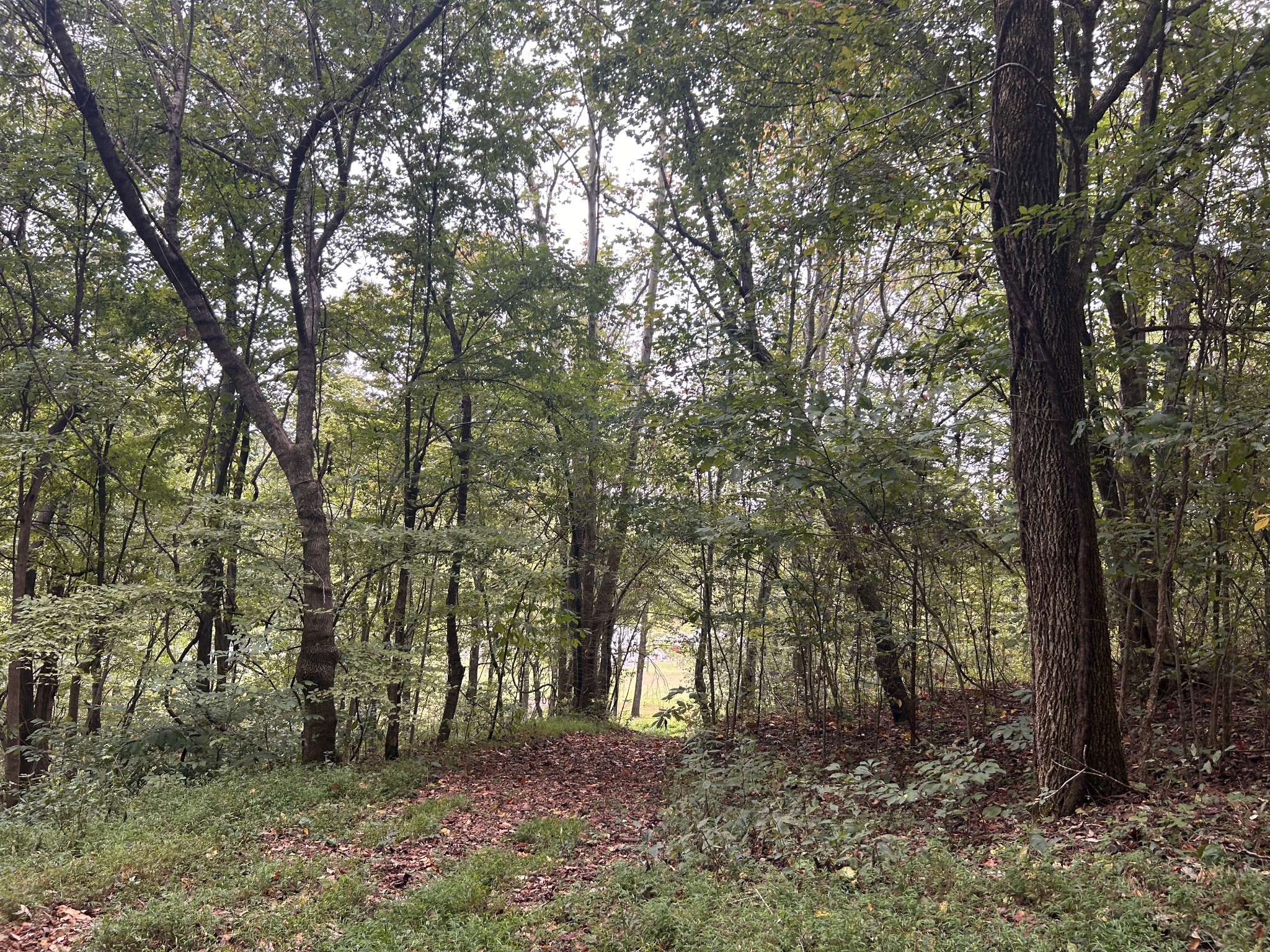 315 Loyd Road Pulaski, TN 38478 - Photo 36 of 73 a big yard with lots of green space