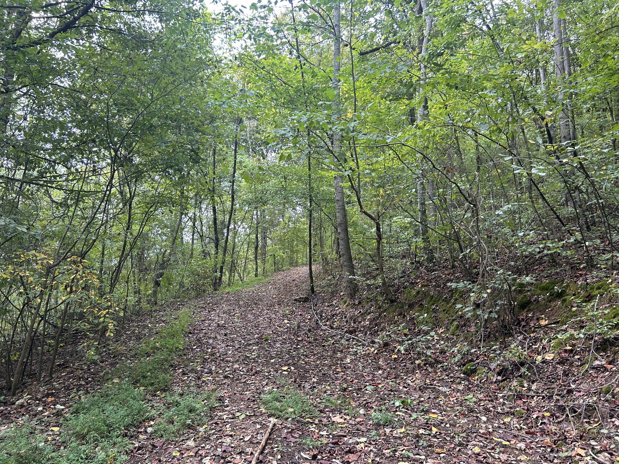 315 Loyd Road Pulaski, TN 38478 - Photo 37 of 73 a view of a forest with trees in the background
