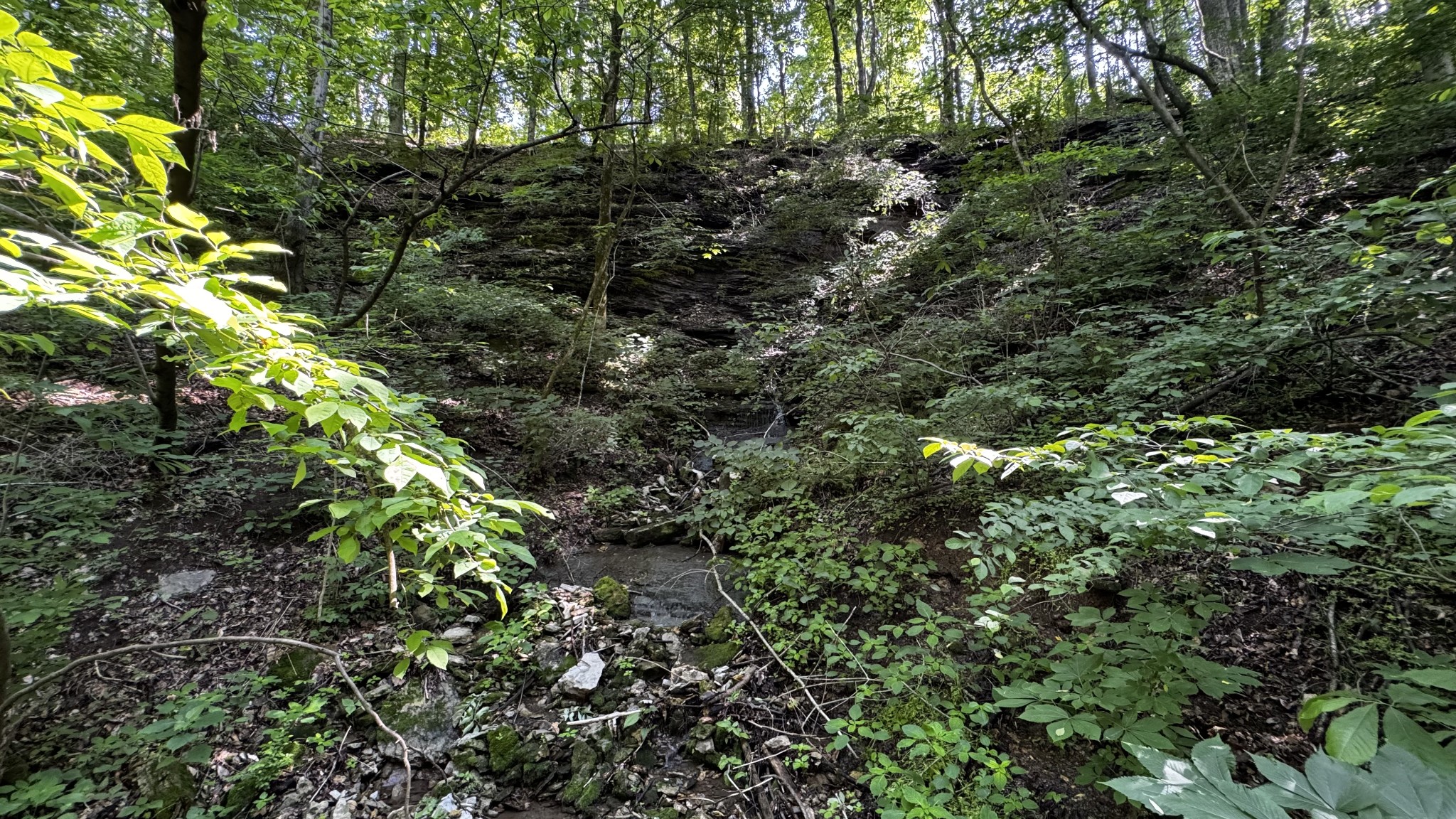 315 Loyd Road Pulaski, TN 38478 - Photo 49 of 73 a view of a lush green forest