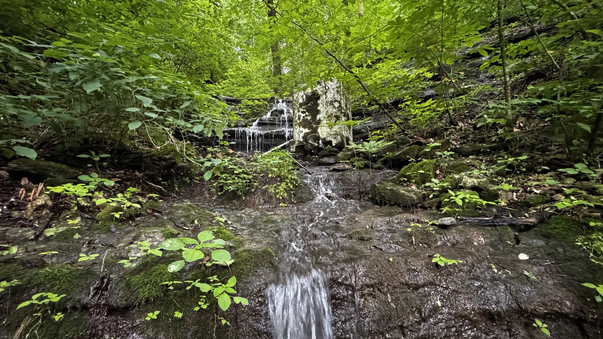 315 Loyd Road Pulaski, TN 38478 - Photo 50 of 73 a backyard of a house with lots of plants and tree