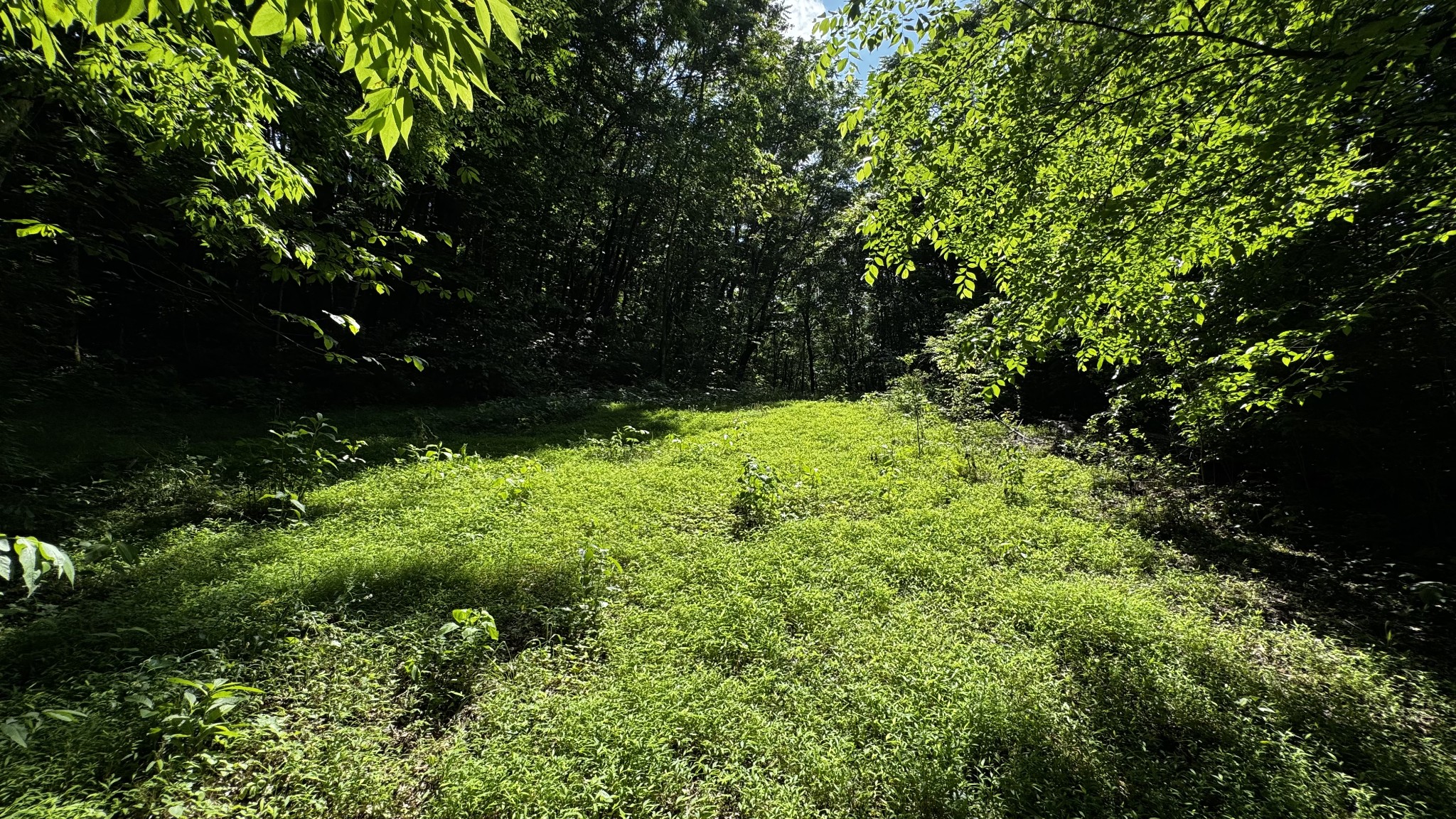 315 Loyd Road Pulaski, TN 38478 - Photo 54 of 73