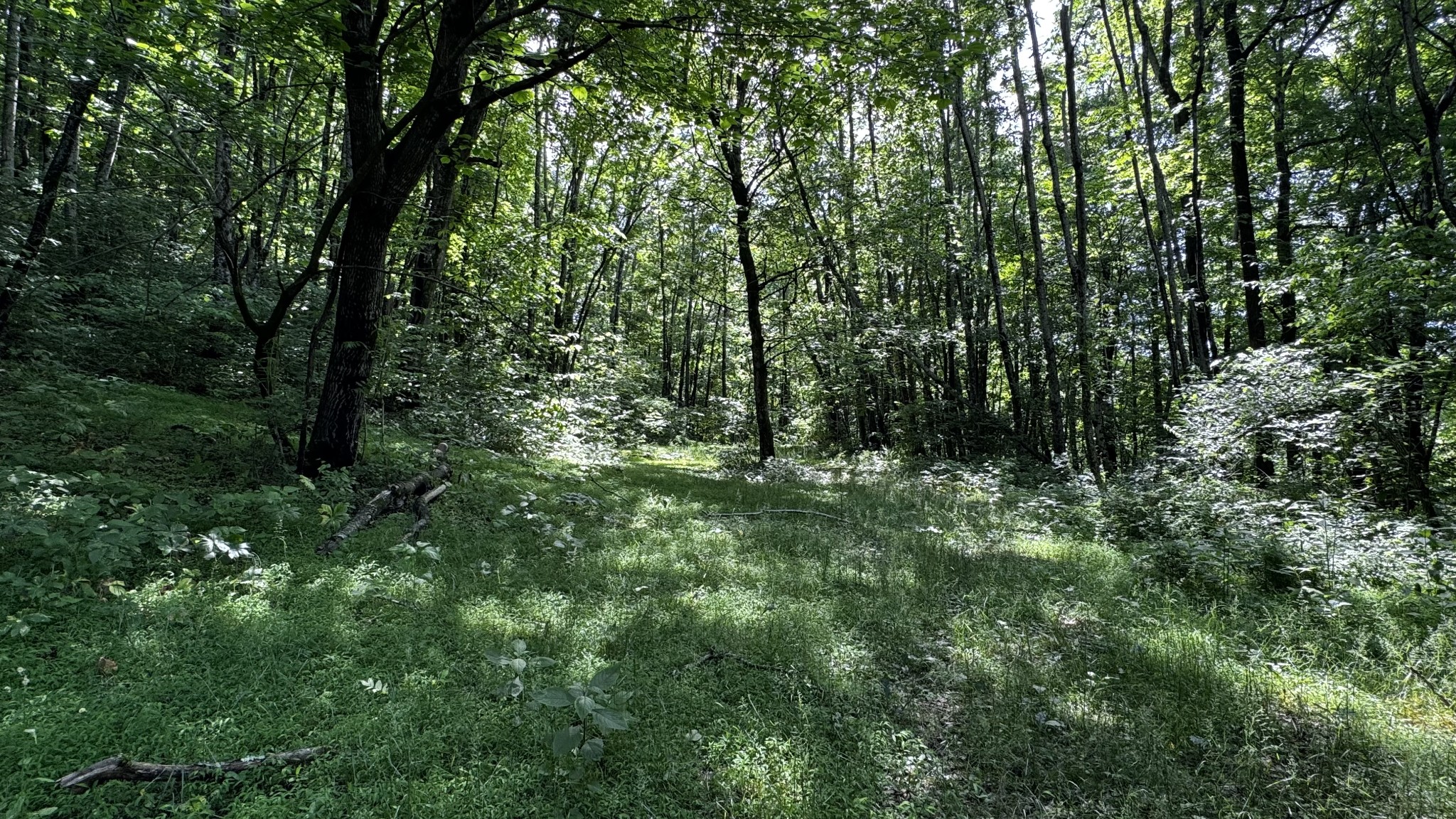 315 Loyd Road Pulaski, TN 38478 - Photo 56 of 73 a view of outdoor space and green space