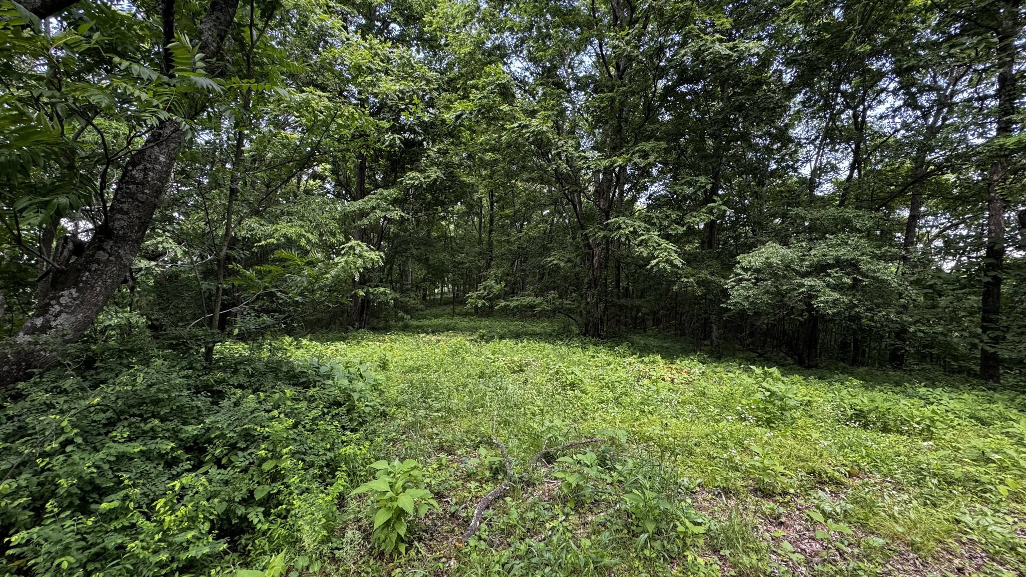 315 Loyd Road Pulaski, TN 38478 - Photo 58 of 73 a view of backyard with green space