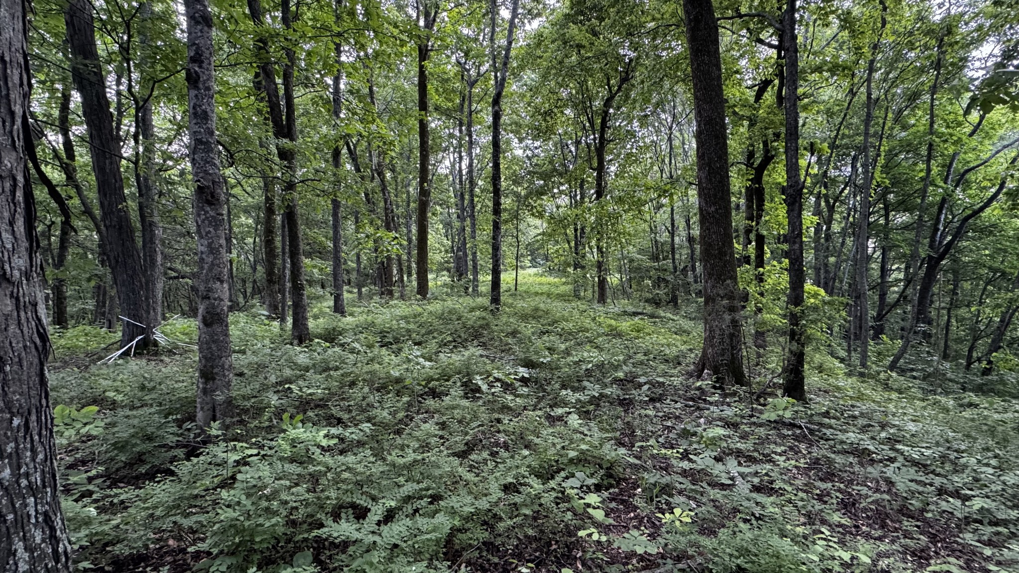 315 Loyd Road Pulaski, TN 38478 - Photo 59 of 73 a view of a lush green forest