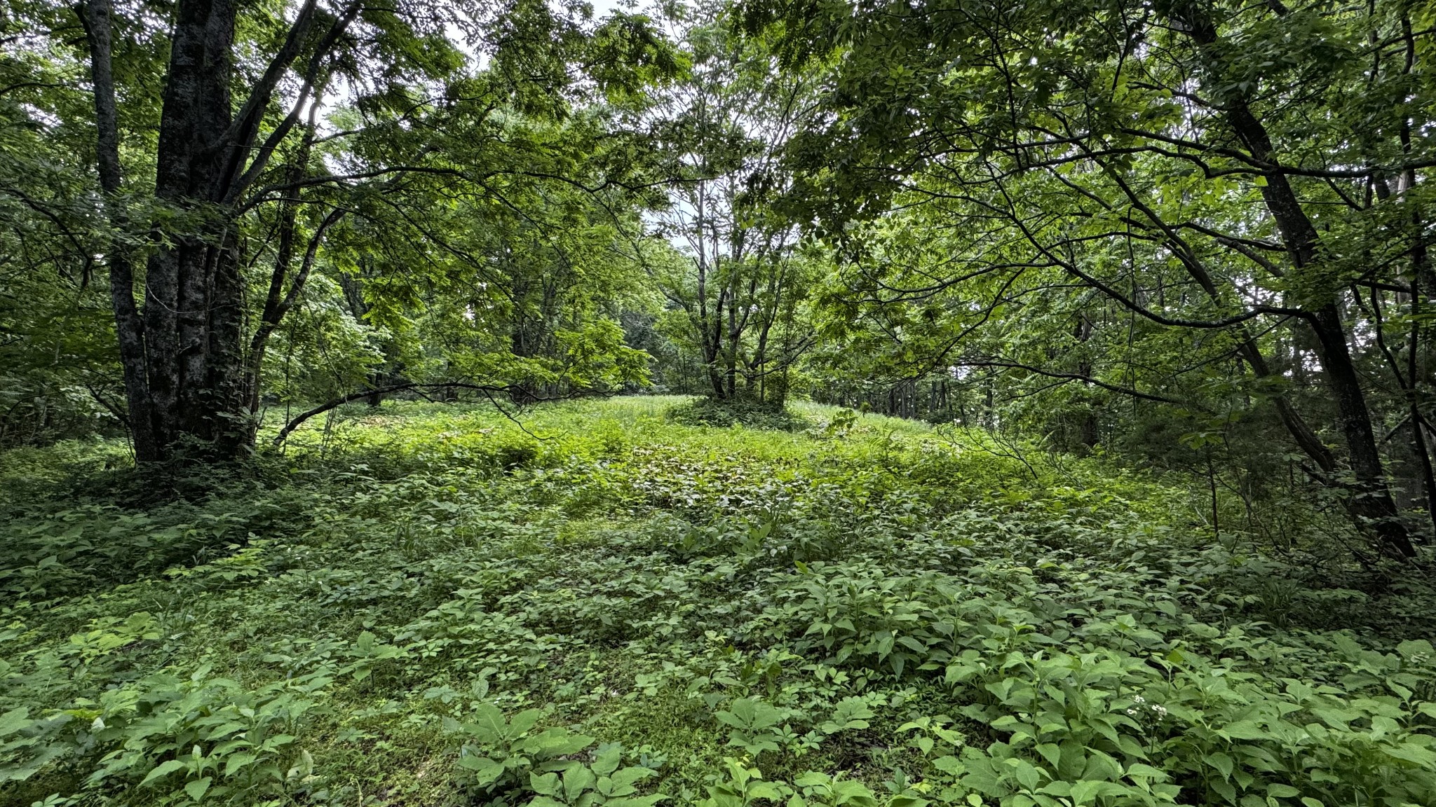 315 Loyd Road Pulaski, TN 38478 - Photo 60 of 73 a view of a lush green forest
