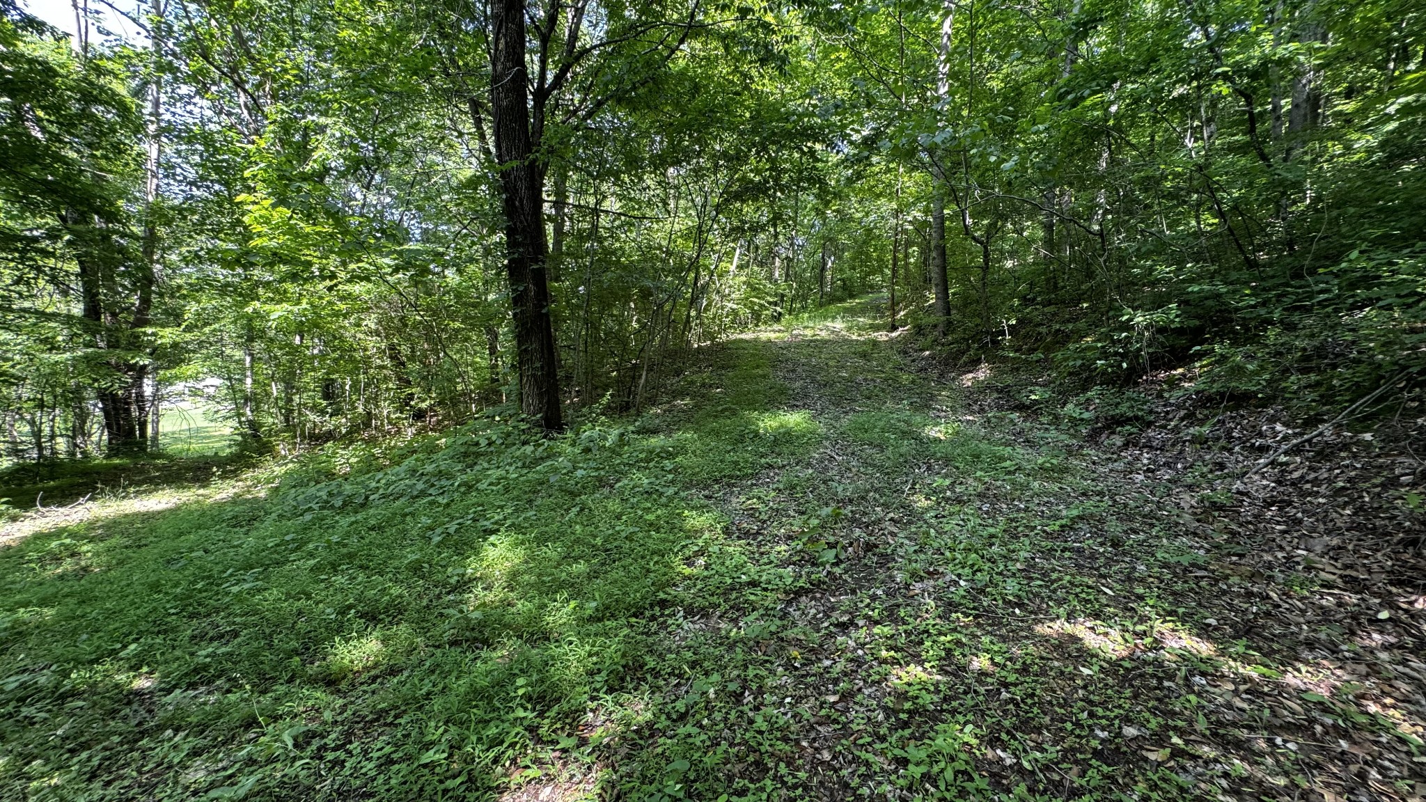 315 Loyd Road Pulaski, TN 38478 - Photo 69 of 73 a view of a lush green forest
