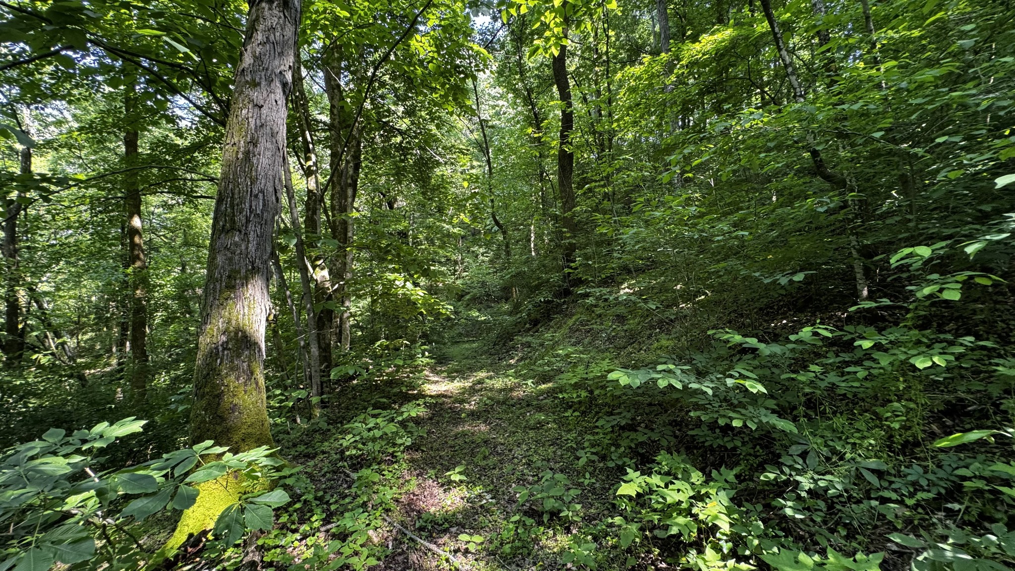 315 Loyd Road Pulaski, TN 38478 - Photo 70 of 73 a view of a lush green forest