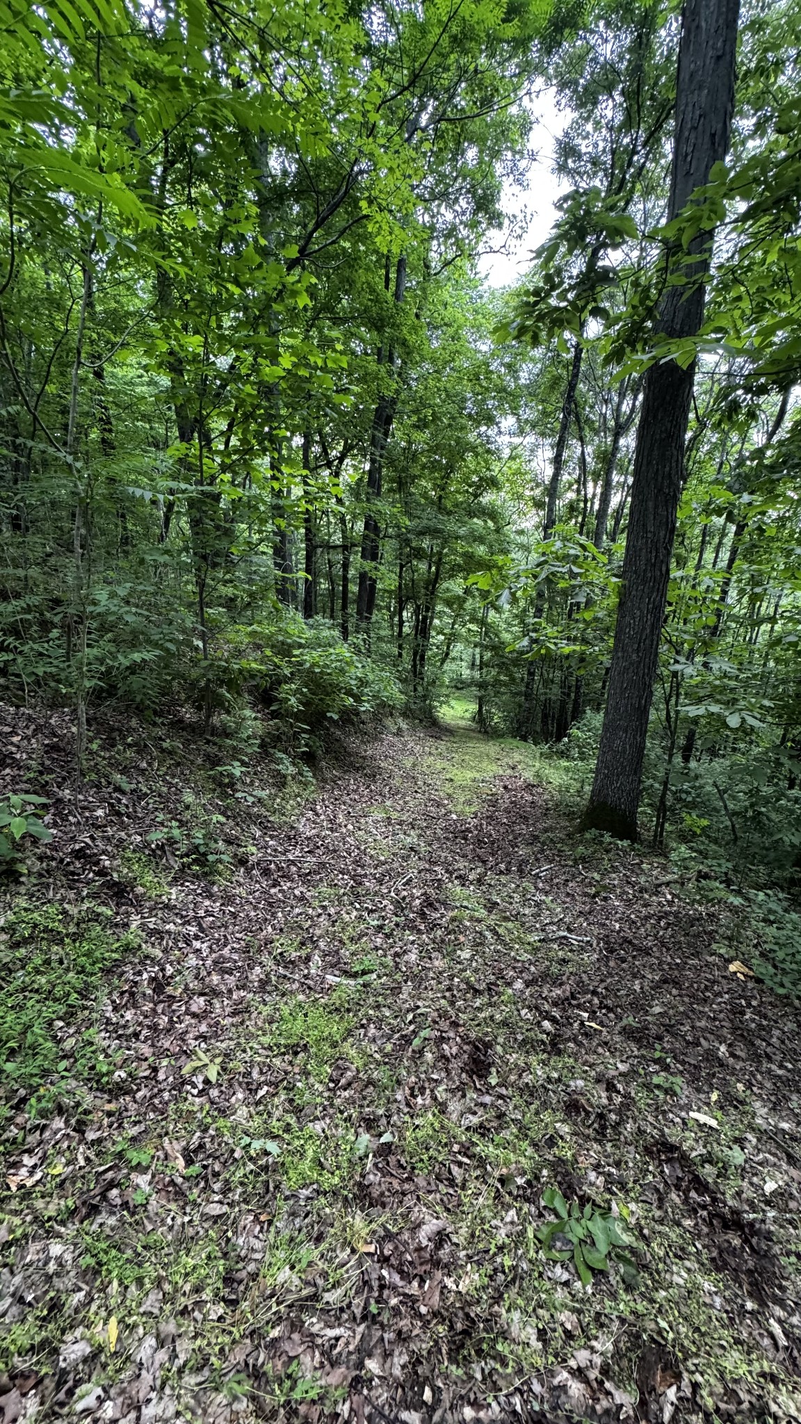 315 Loyd Road Pulaski, TN 38478 - Photo 71 of 73 a big yard with lots of green space and white house
