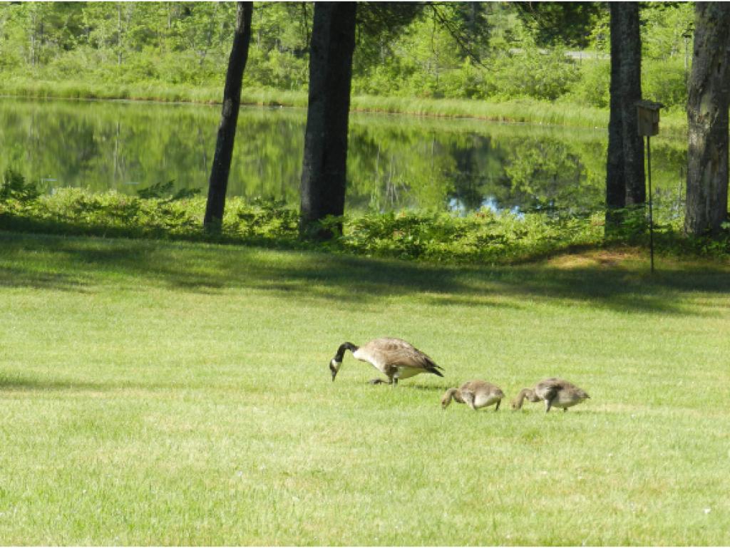 621 East Madison Road Madison, NH 03849 - Photo 29 of 36