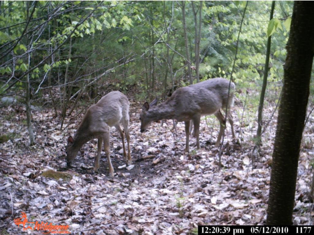 621 East Madison Road Madison, NH 03849 - Photo 30 of 36