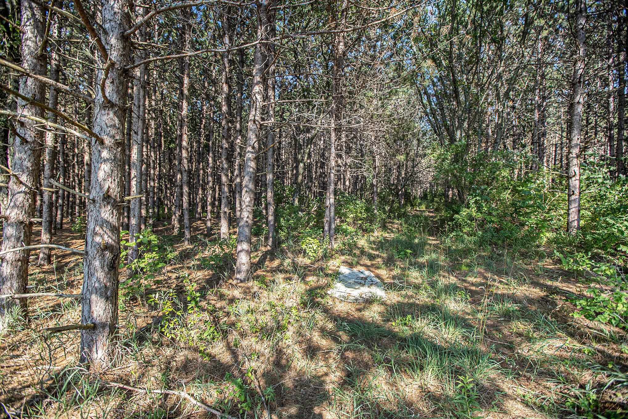 0 Baver Road Frankfort, MI 49635 - Photo 11 of 18