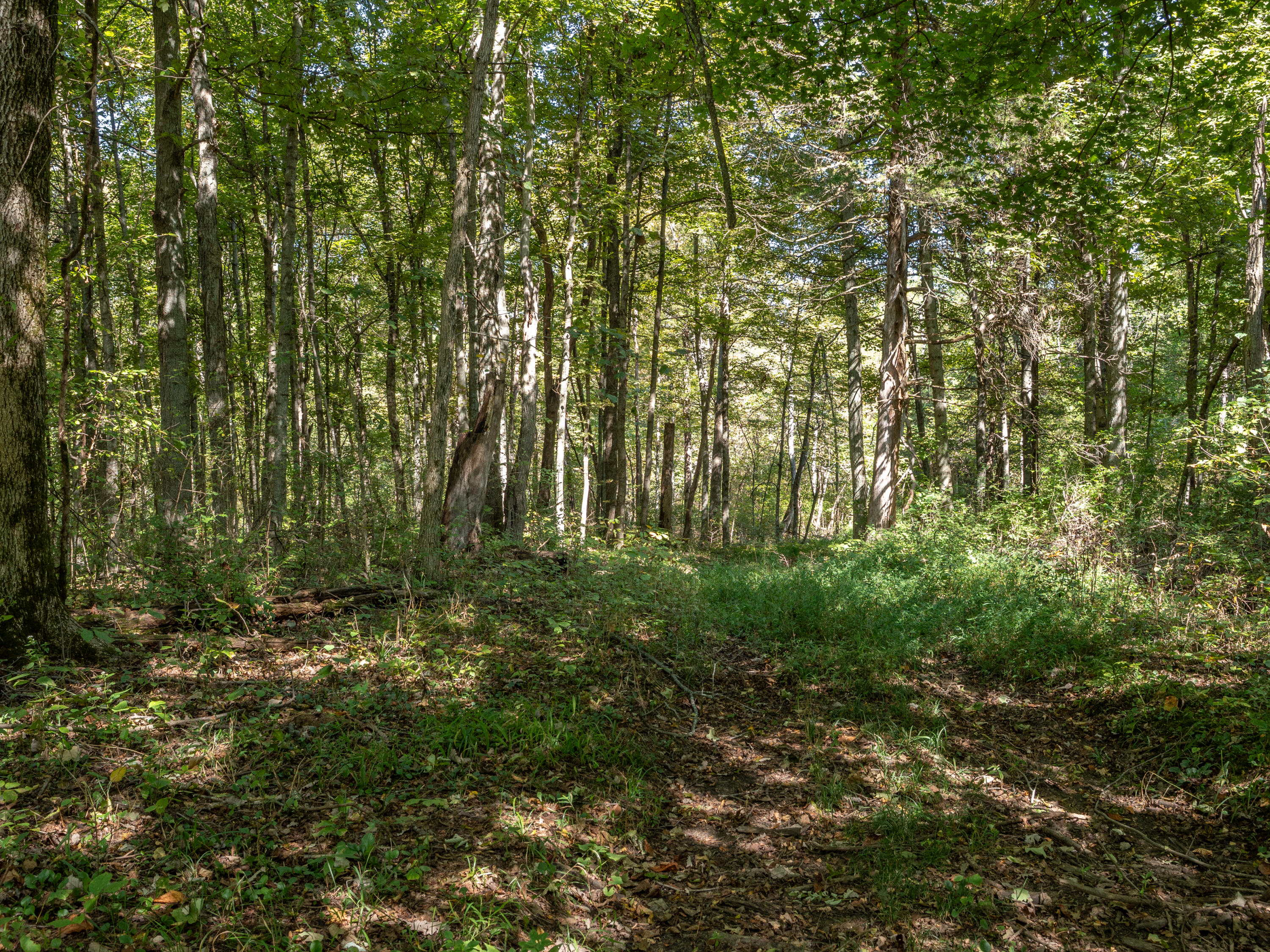0 Magnolia Road Owingsville, KY 40360 - Photo 18 of 25 PTH10011