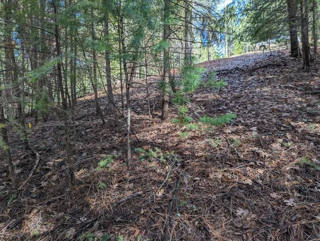 a view of a forest with trees