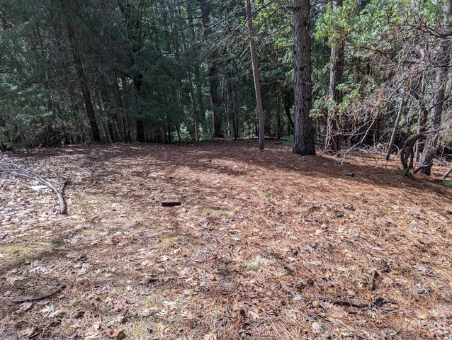 a view of backyard with tree