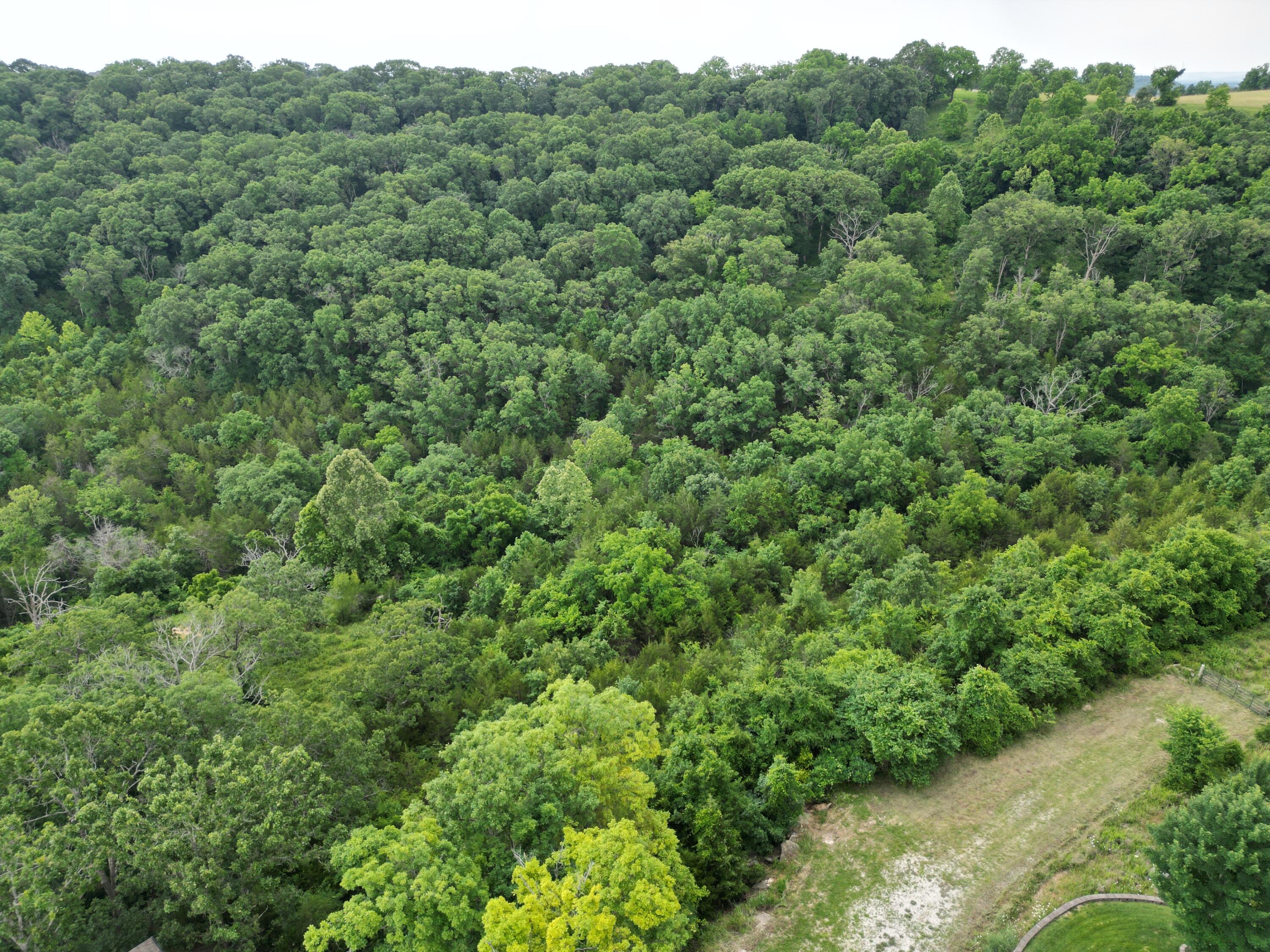 259 Jacks Hollow Road Walnut Shade, MO 65771 - Photo 11 of 20 dji_fly_20250611_165952_298_174969575831