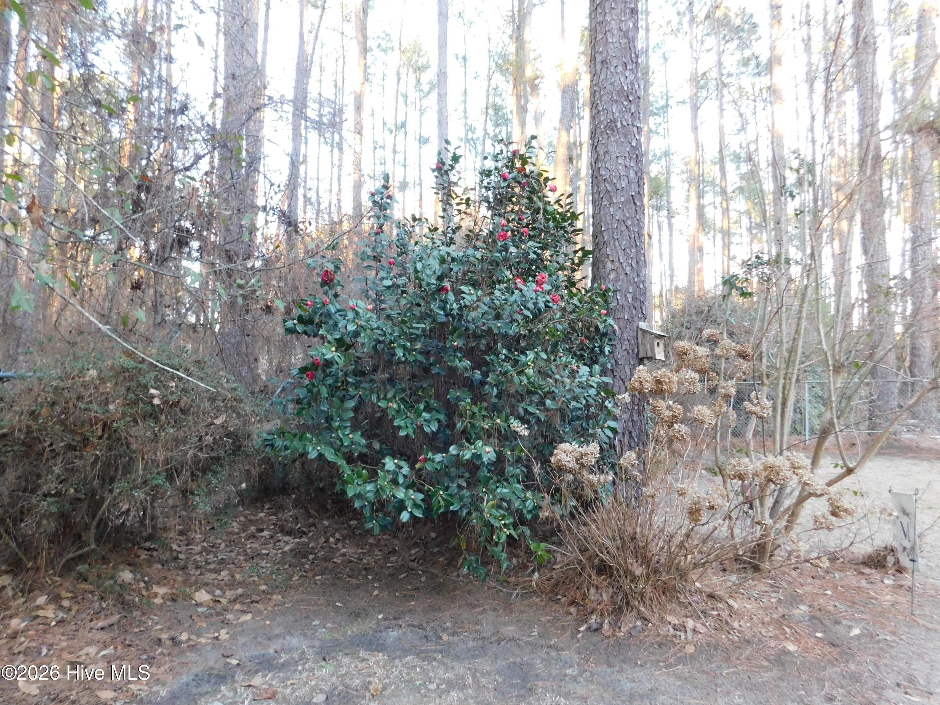 12581 Barnes Bridge Road Laurinburg, NC 28352 - Photo 50 of 52 DSCN7588