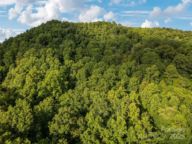 a view of a bunch of trees