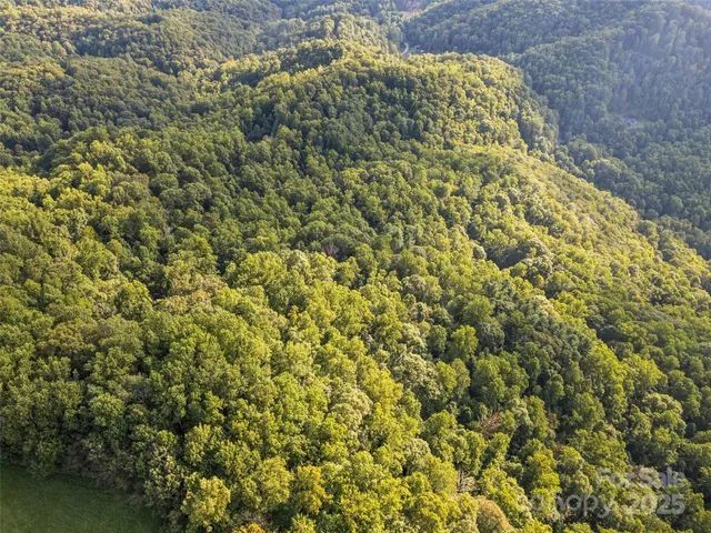 a close up of a plant