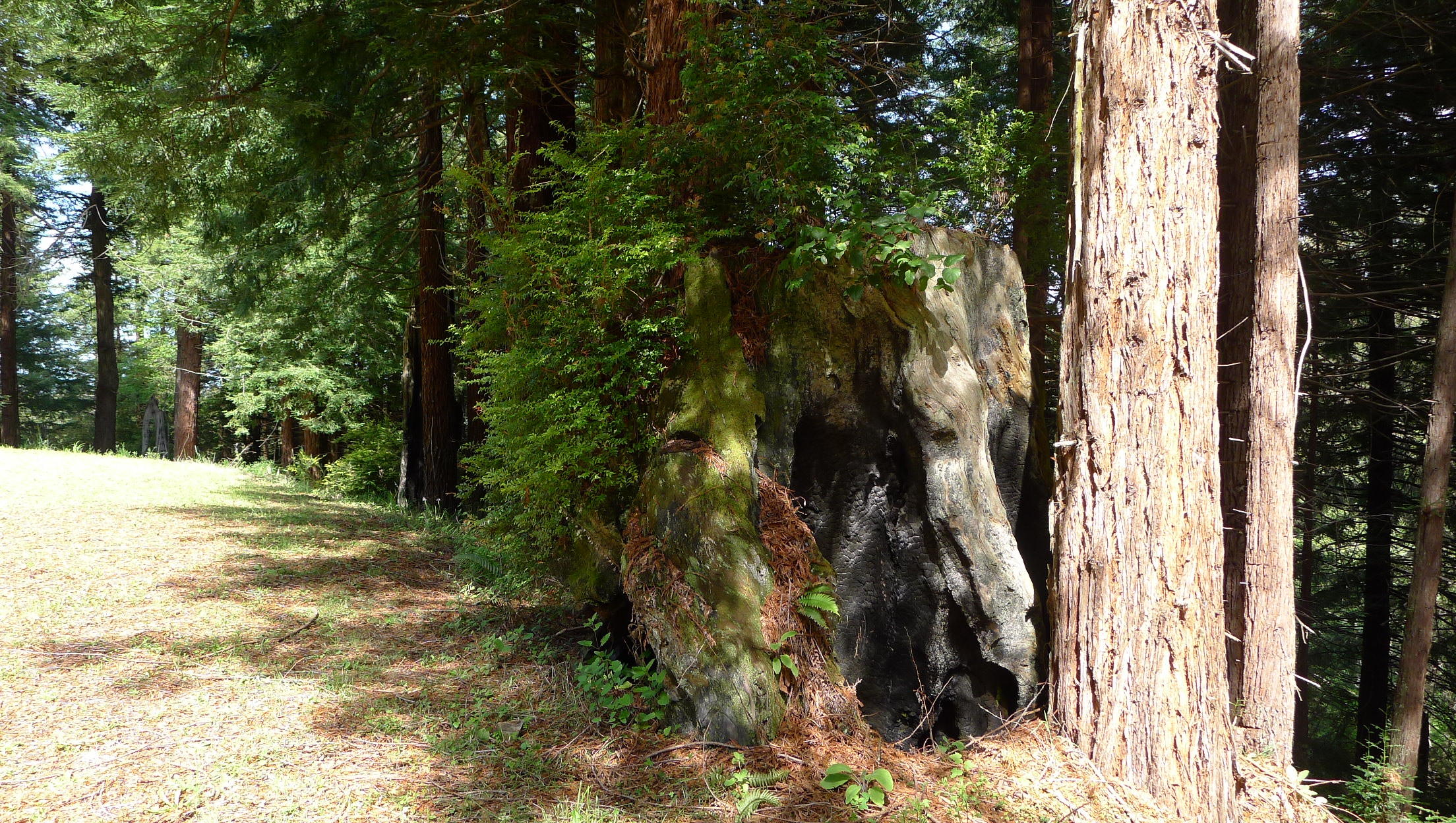 120 May Road Eureka, CA 95503 - Photo 14 of 22 interesting burl