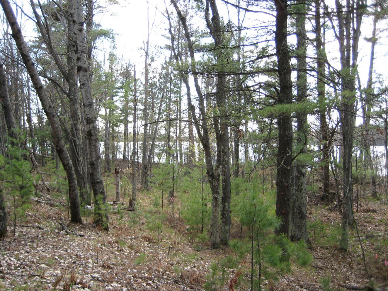 Lot 60 St Marys Road Eagle River, WI 54521 - Photo 5 of 6 Gallery Image 5