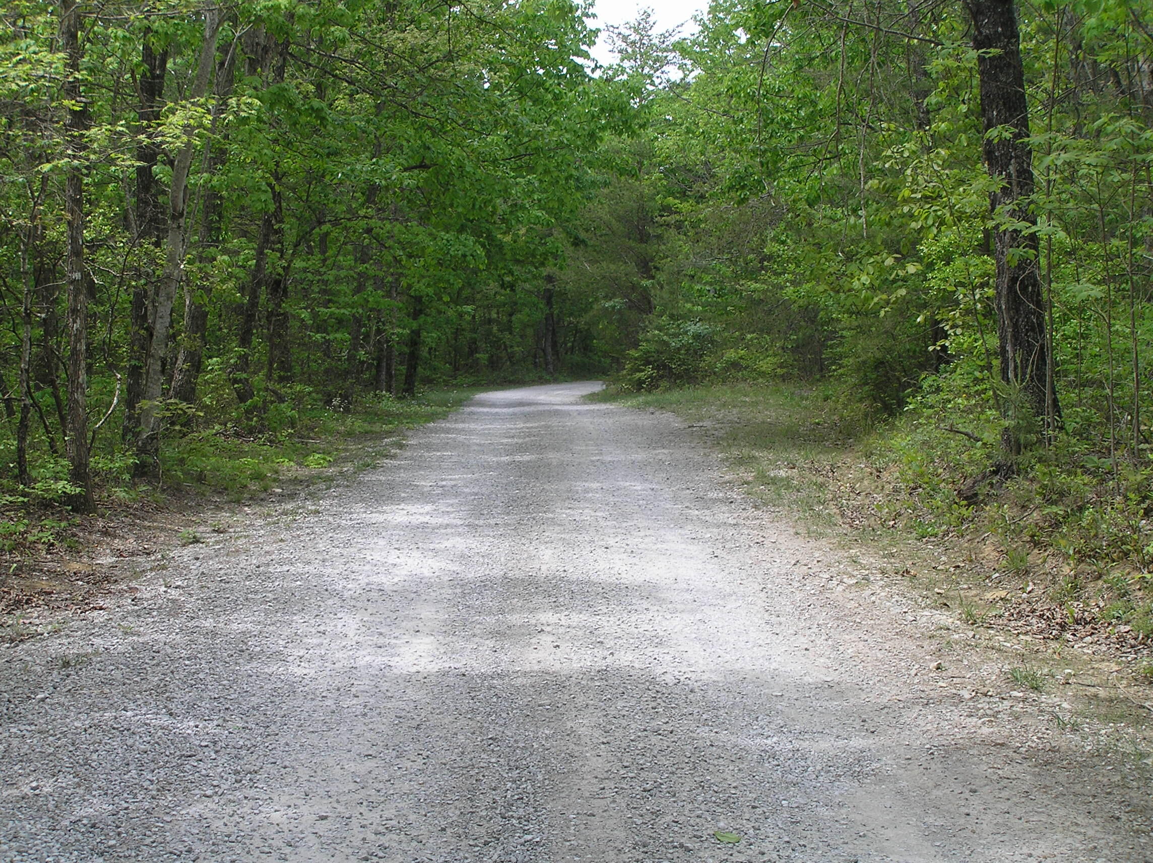 100 Valley View Drive Altamont, TN 37301 - Photo 5 of 13 Blueberry 004
