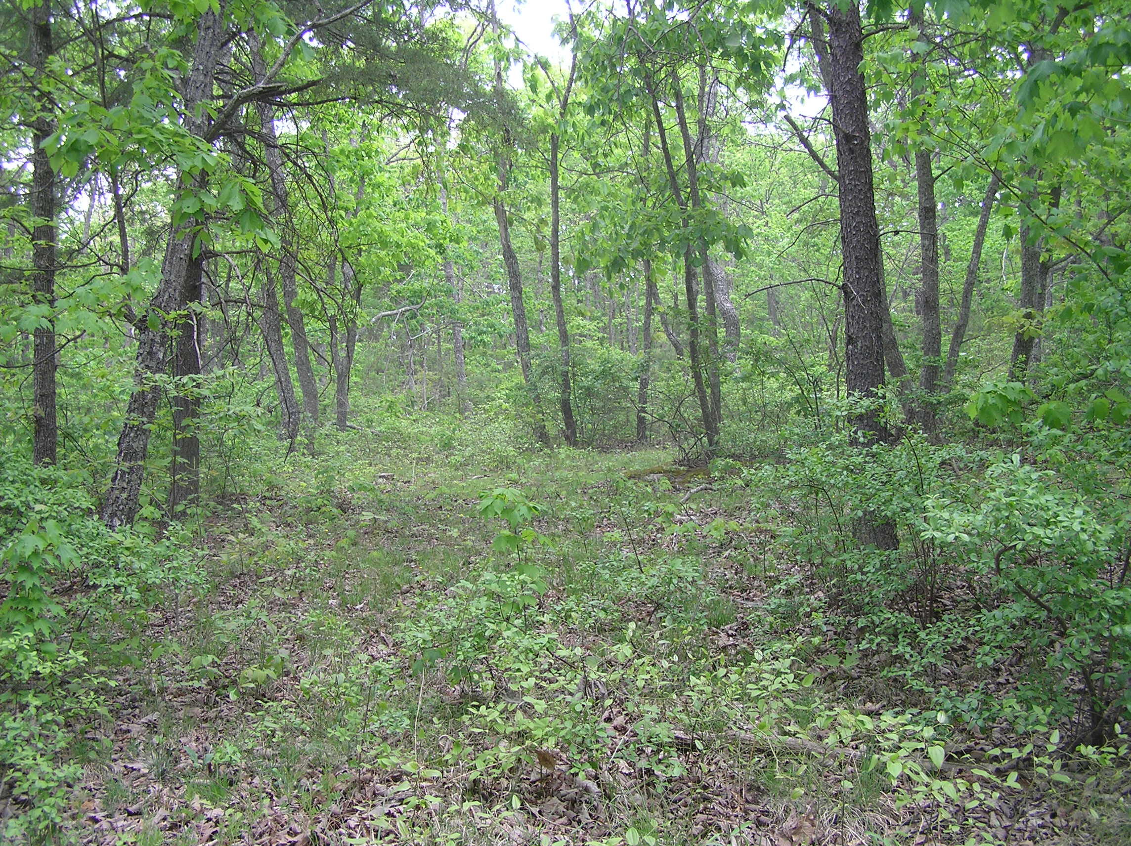 100 Valley View Drive Altamont, TN 37301 - Photo 6 of 13 Blueberry 005