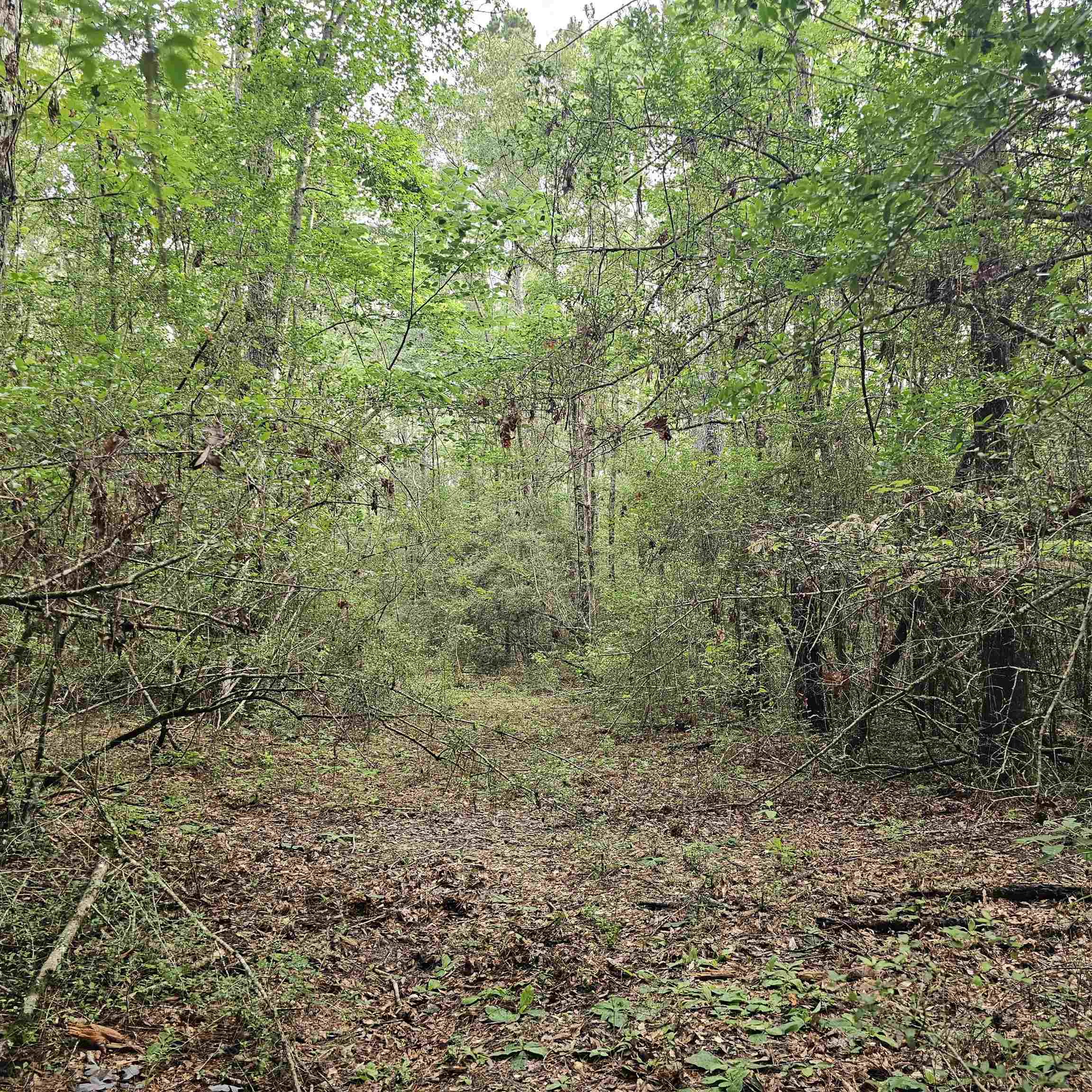0 County Road 3110 Call, TX 75933 - Photo 21 of 40