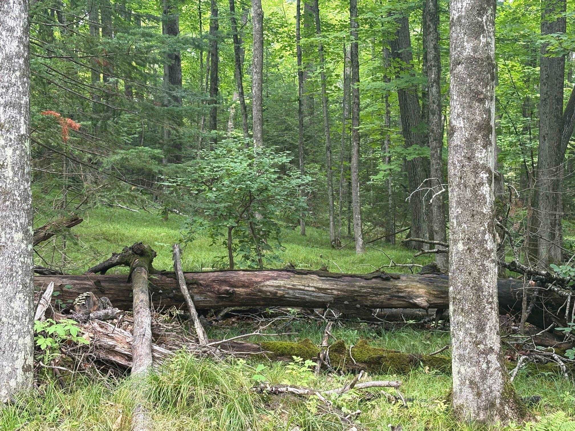 W15795 Fawn Acres Road Fence, WI 54120 - Photo 8 of 22 Gallery Image 8