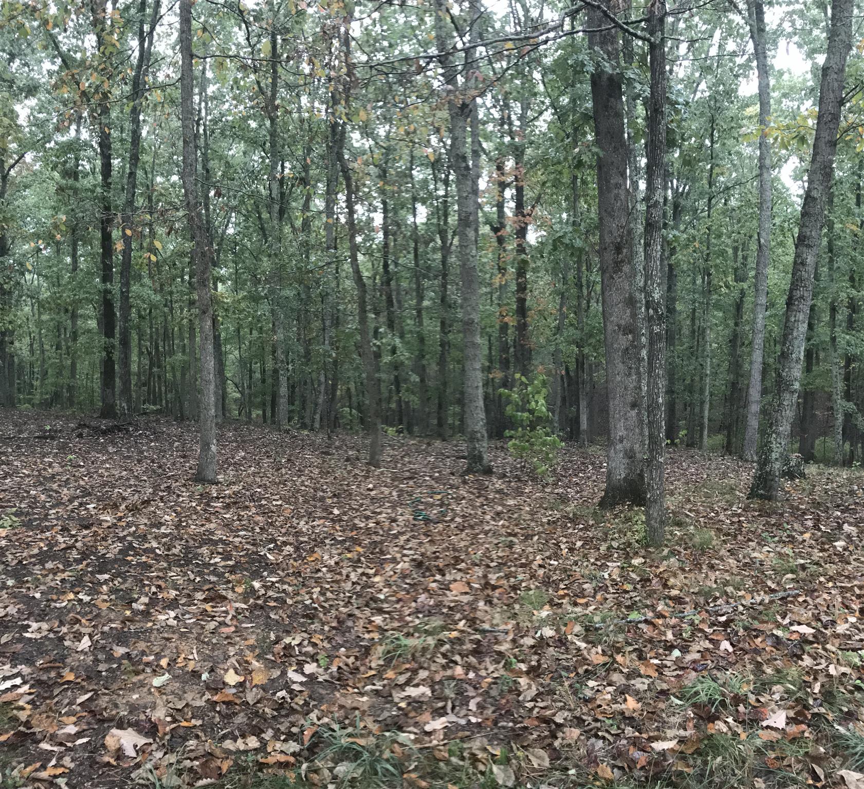 558 Ridgeway Drive Sugar Tree, TN 38380 - Photo 28 of 30 Property is very private with large wooded backyard.