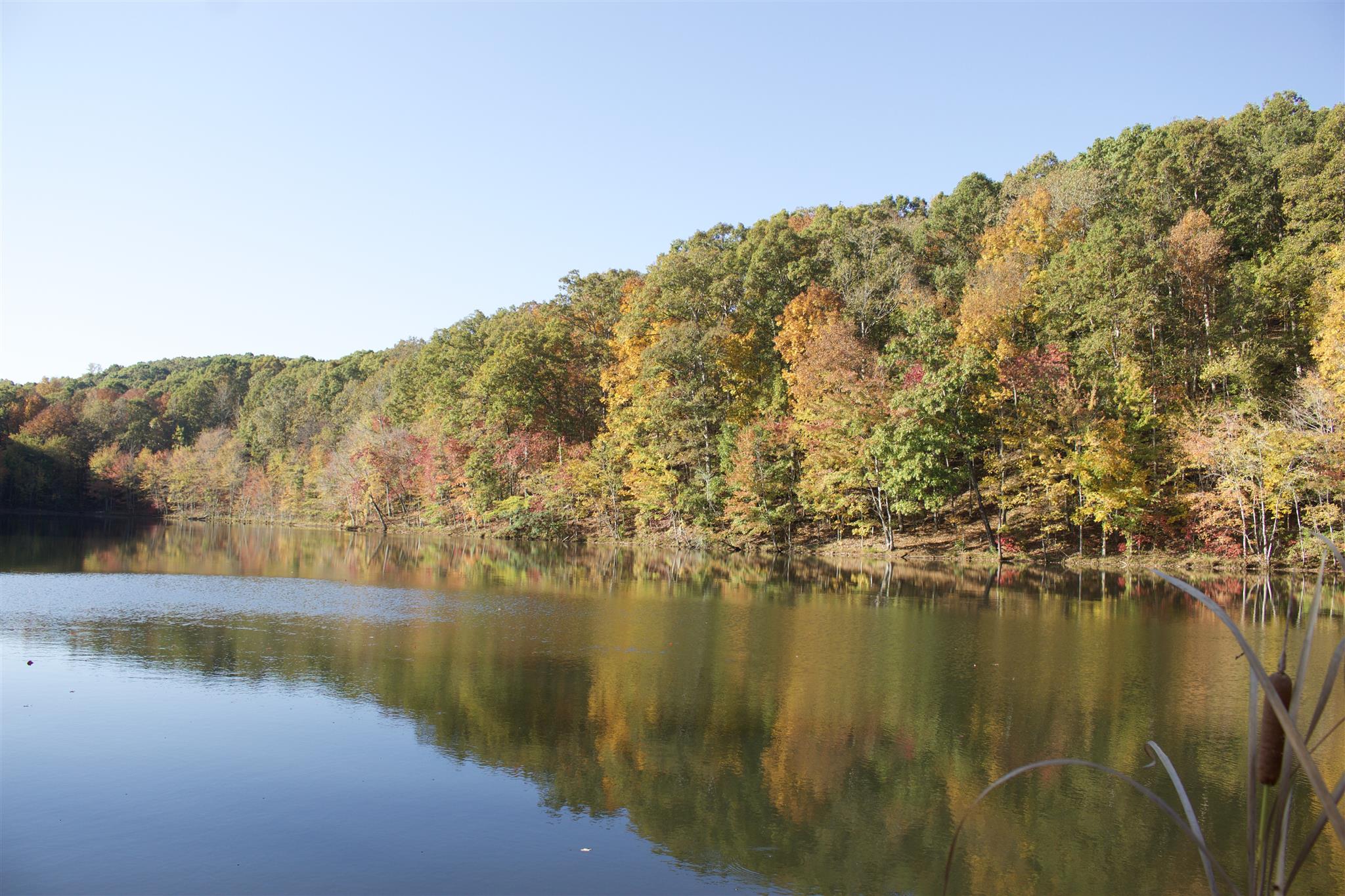558 Ridgeway Drive Sugar Tree, TN 38380 - Photo 8 of 30 Bass Pond is a great fishing spot!