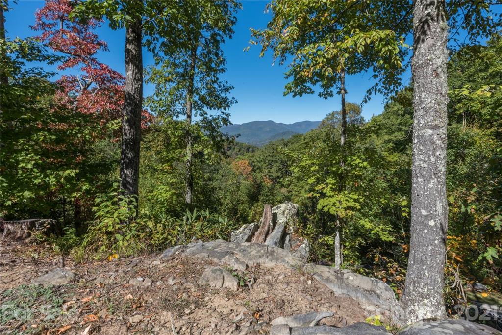 11 Old Greybeard Loop, Unit 3A1 Black Mountain, NC 28711 - Photo 15 of 15 a view of a tree in a yard