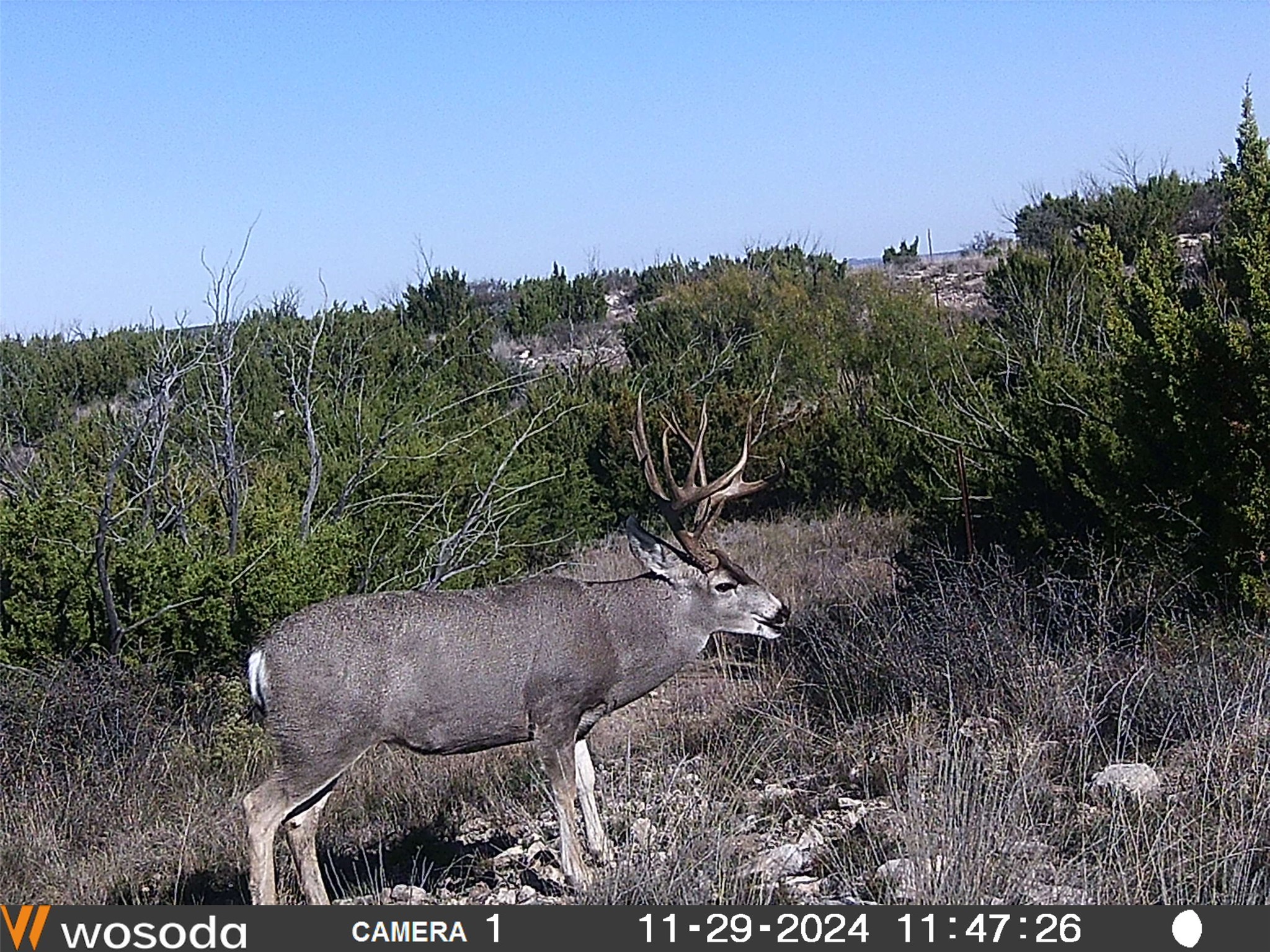 906 C R 235 Old Glory, TX 79540 - Photo 37 of 40 View of nature