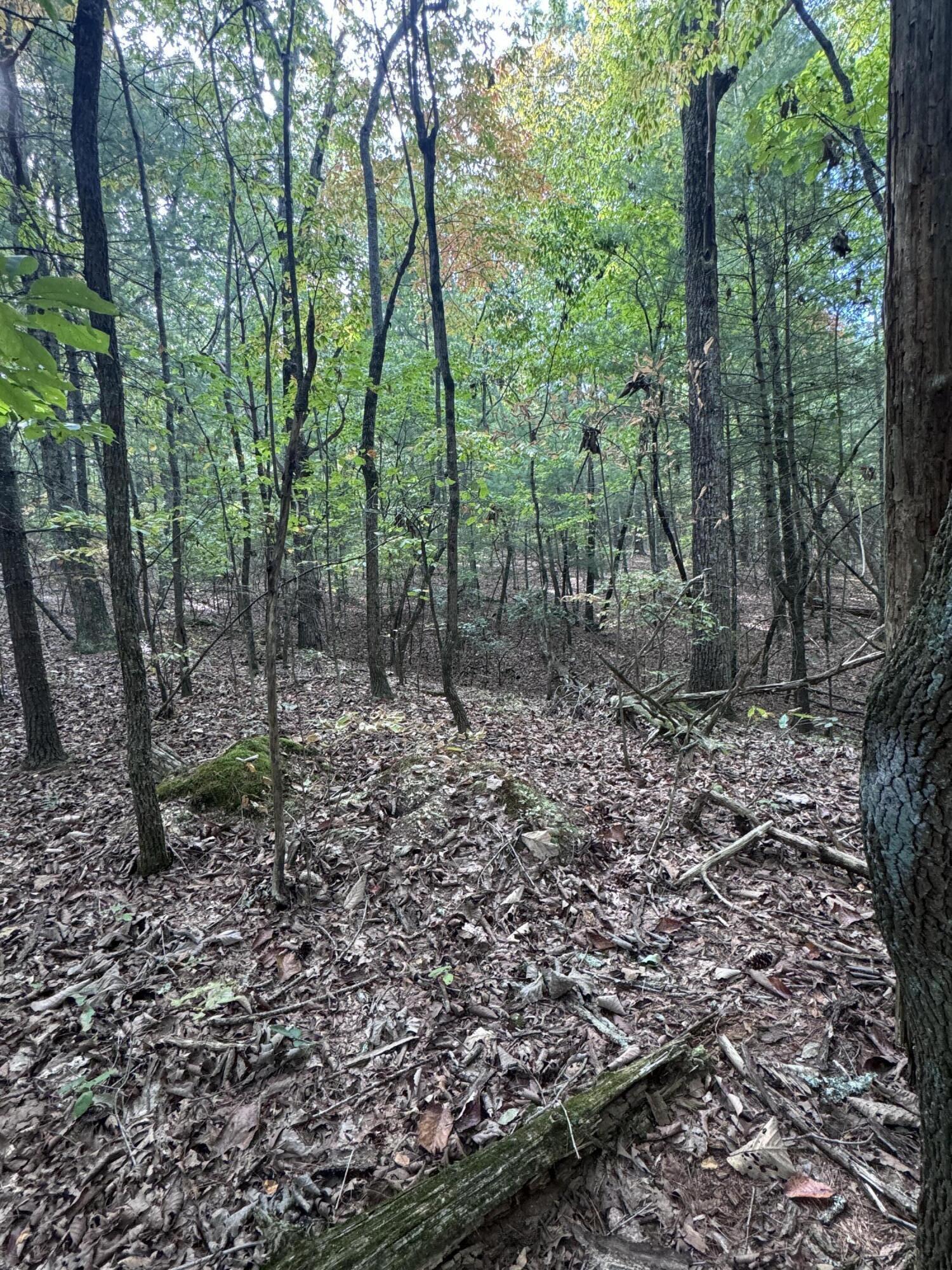 Lot 3 Eads Bluff Road Northwest Georgetown, TN 37336 - Photo 5 of 17 IMG_7411