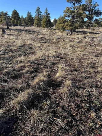 a view of a dry yard with trees