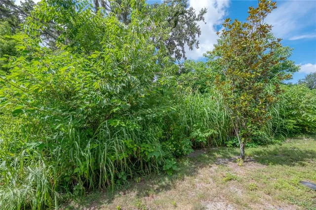 a view of a yard with plants and a large tree