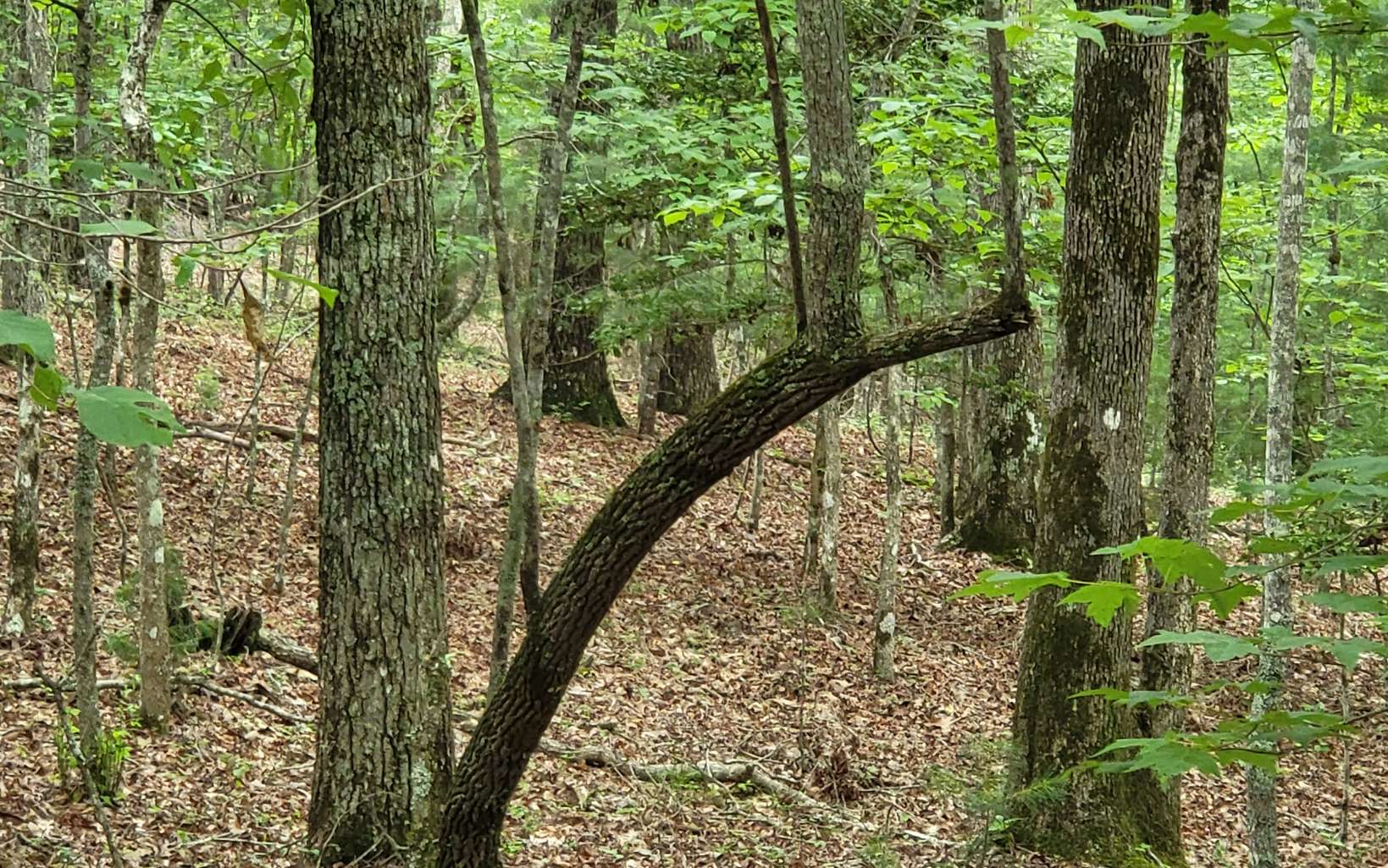 45-acs New Hope Road Morganton, GA 30560 - Photo 23 of 72 Additional View