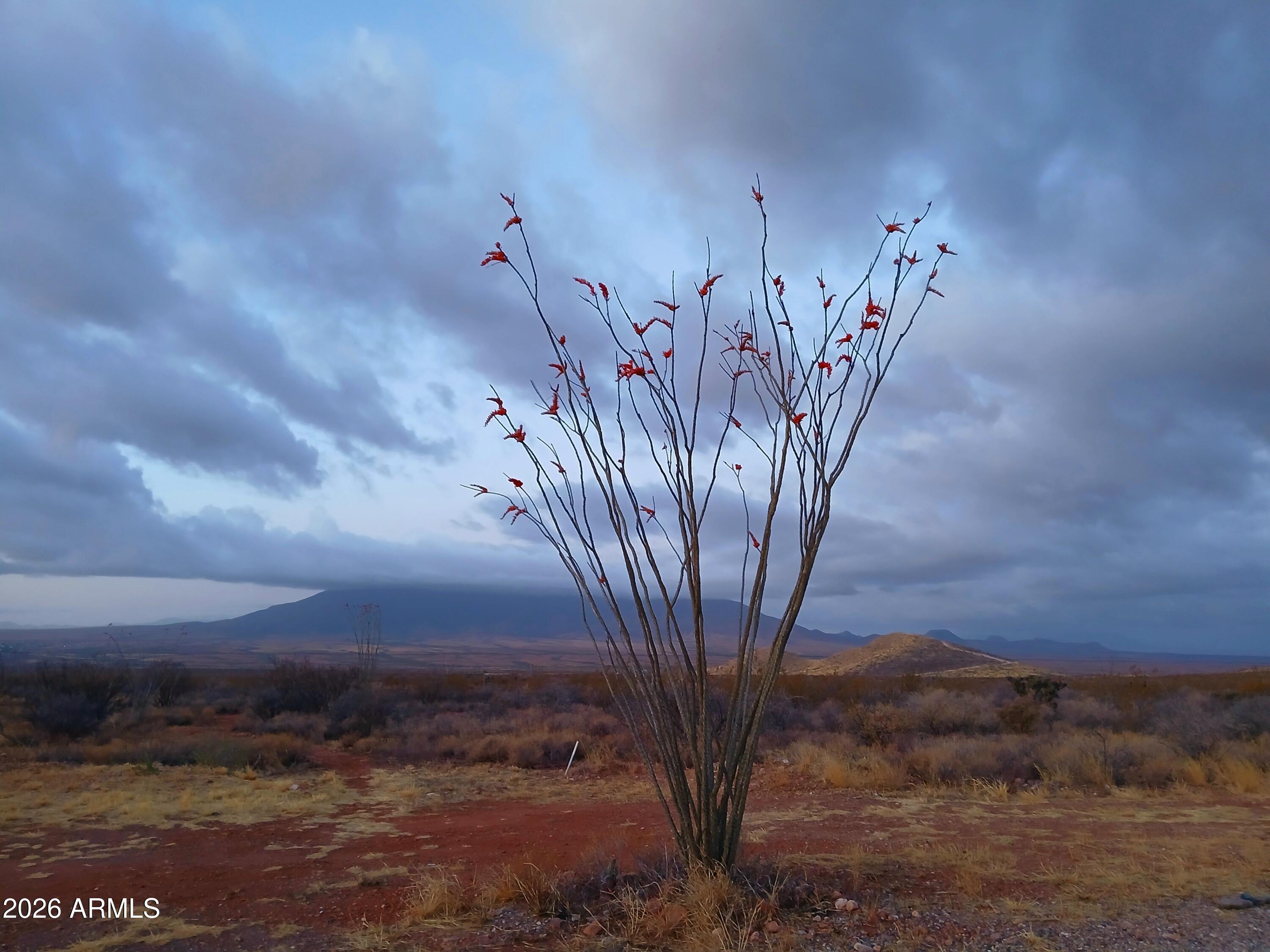 Tbd West Tbd W Luna Nueva Road Bisbee, AZ 85603 - Photo 2 of 6 a view of a flower in a field