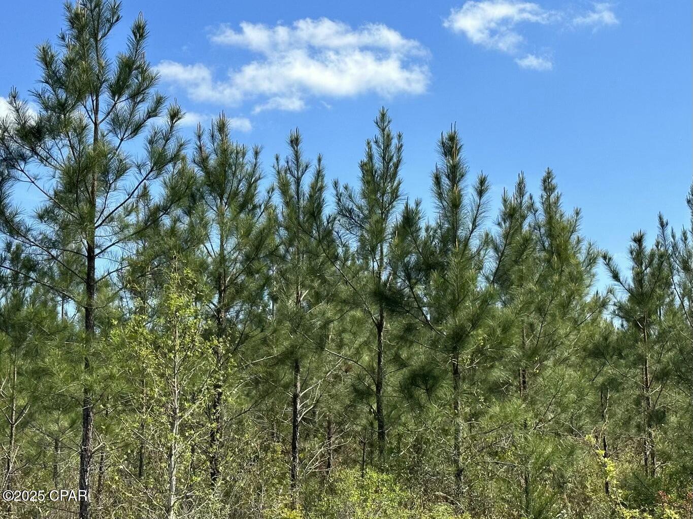 Tract#6416 Brock Road Caryville, FL 32427 - Photo 3 of 3