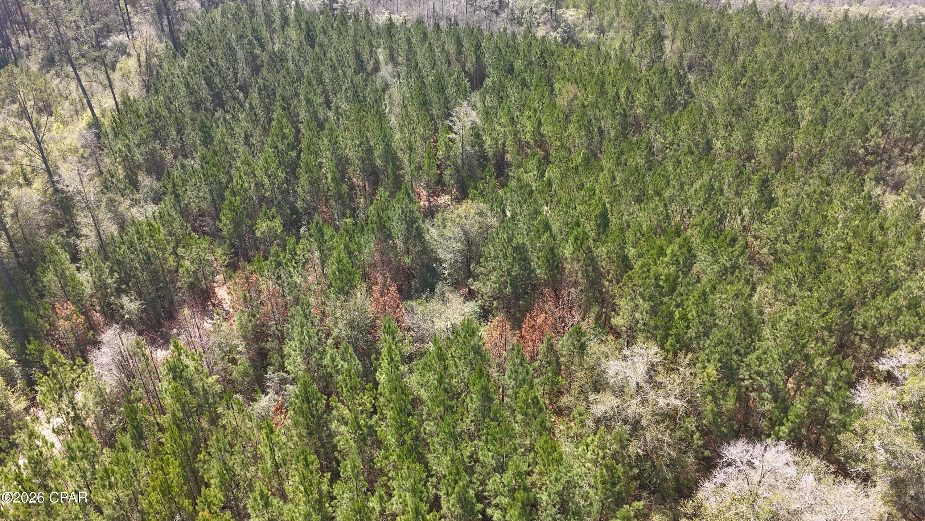 Tract#6416 Brock Road Caryville, FL 32427 - Photo 5 of 6