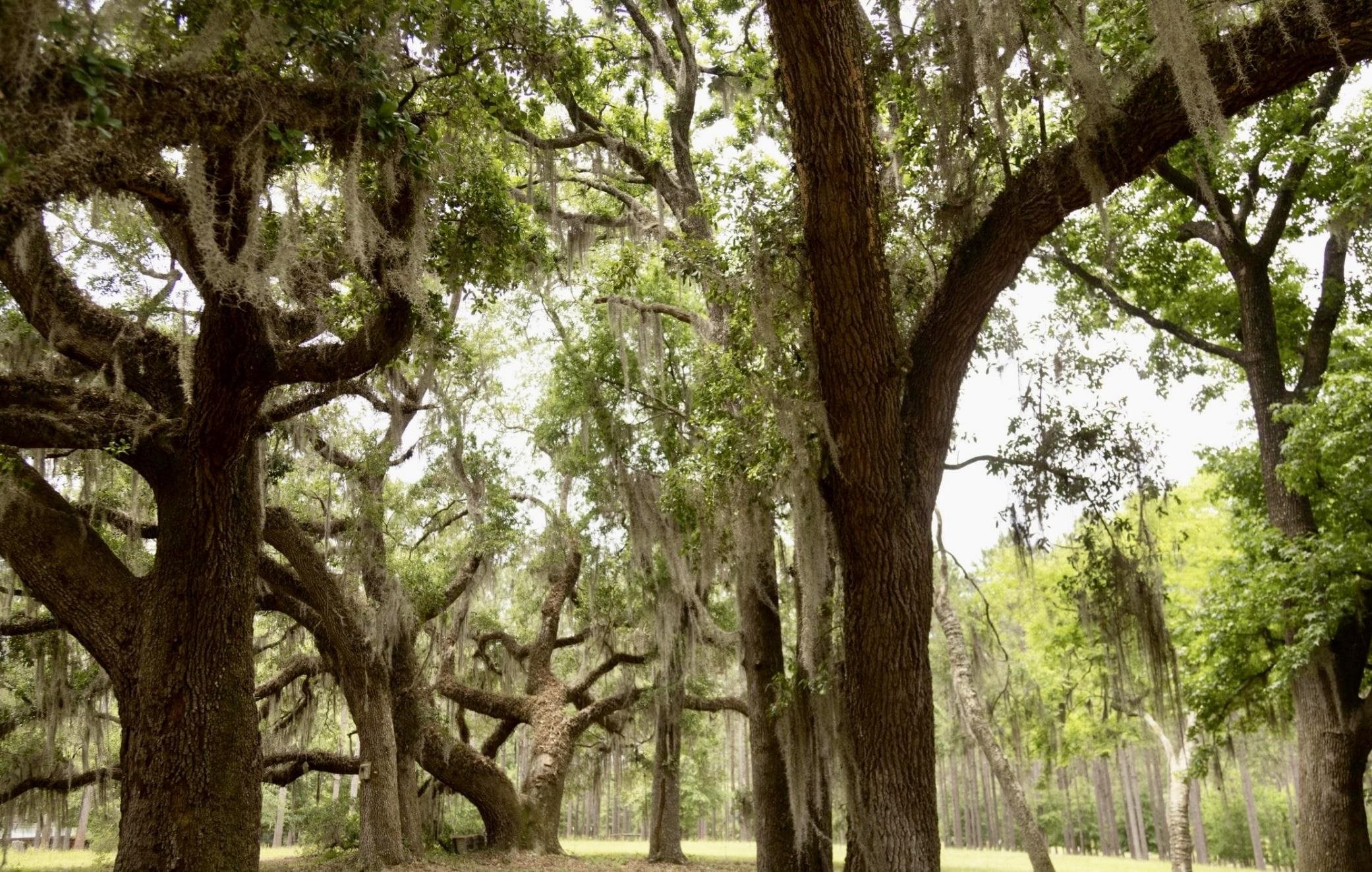 9283 Tallokas Road Pavo, GA 31778 - Photo 30 of 70