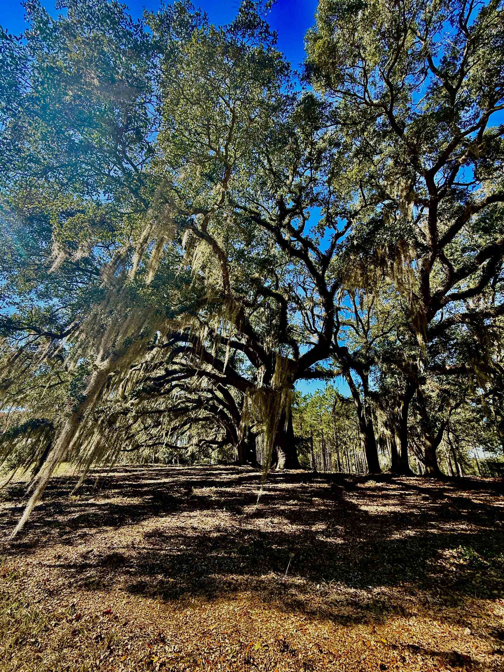 9283 Tallokas Road Pavo, GA 31778 - Photo 49 of 70