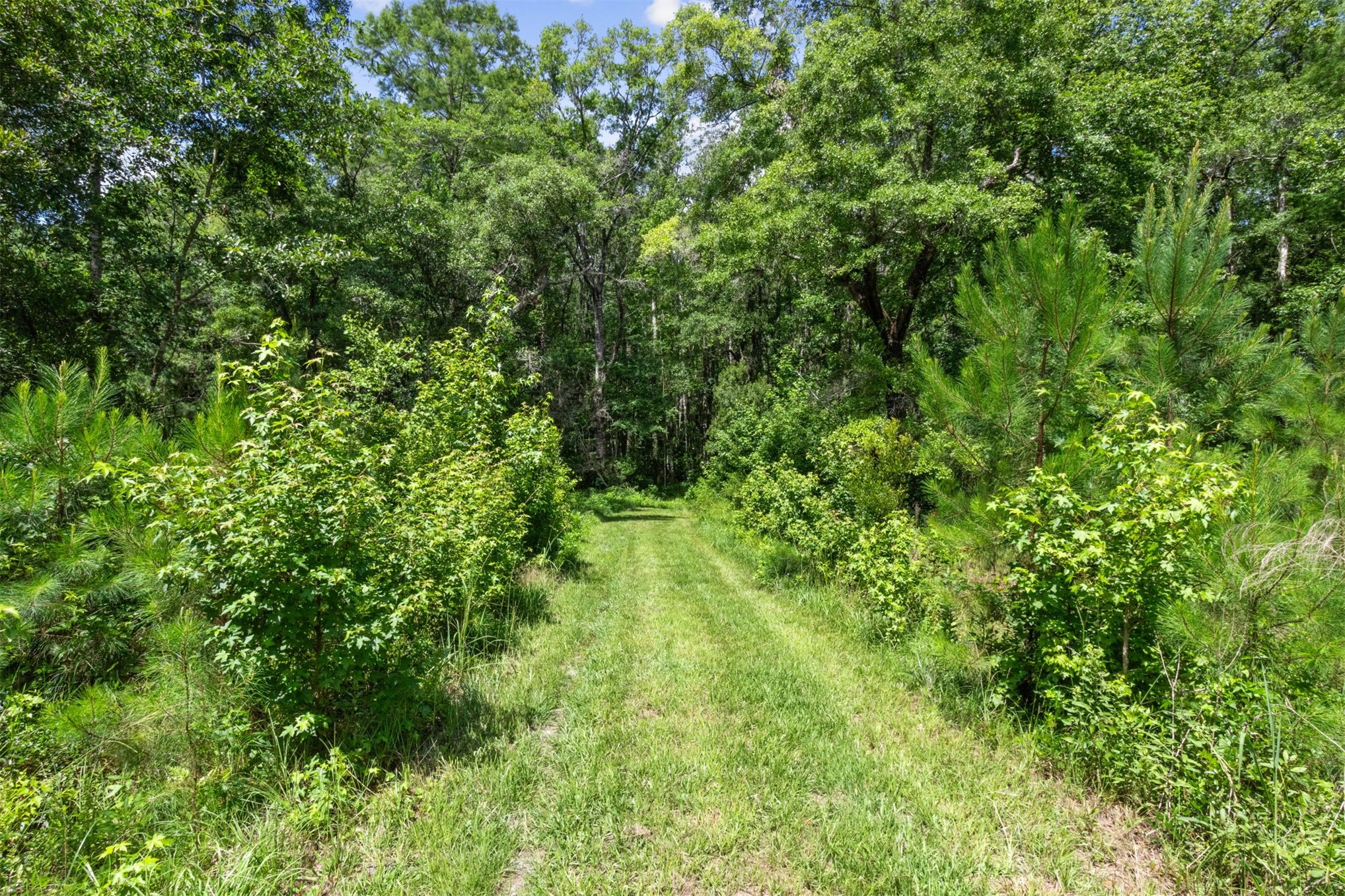 37854 Kings Ferry Road Hilliard, FL 32046 - Photo 50 of 52 a view of a lush green forest